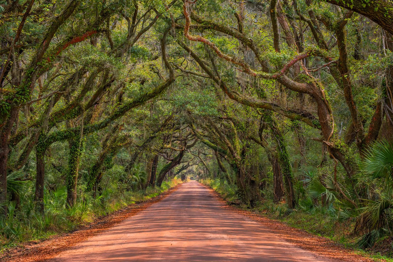 Tree Photography Trees and Tree Tunnels. Photo by Joseph C. Filer