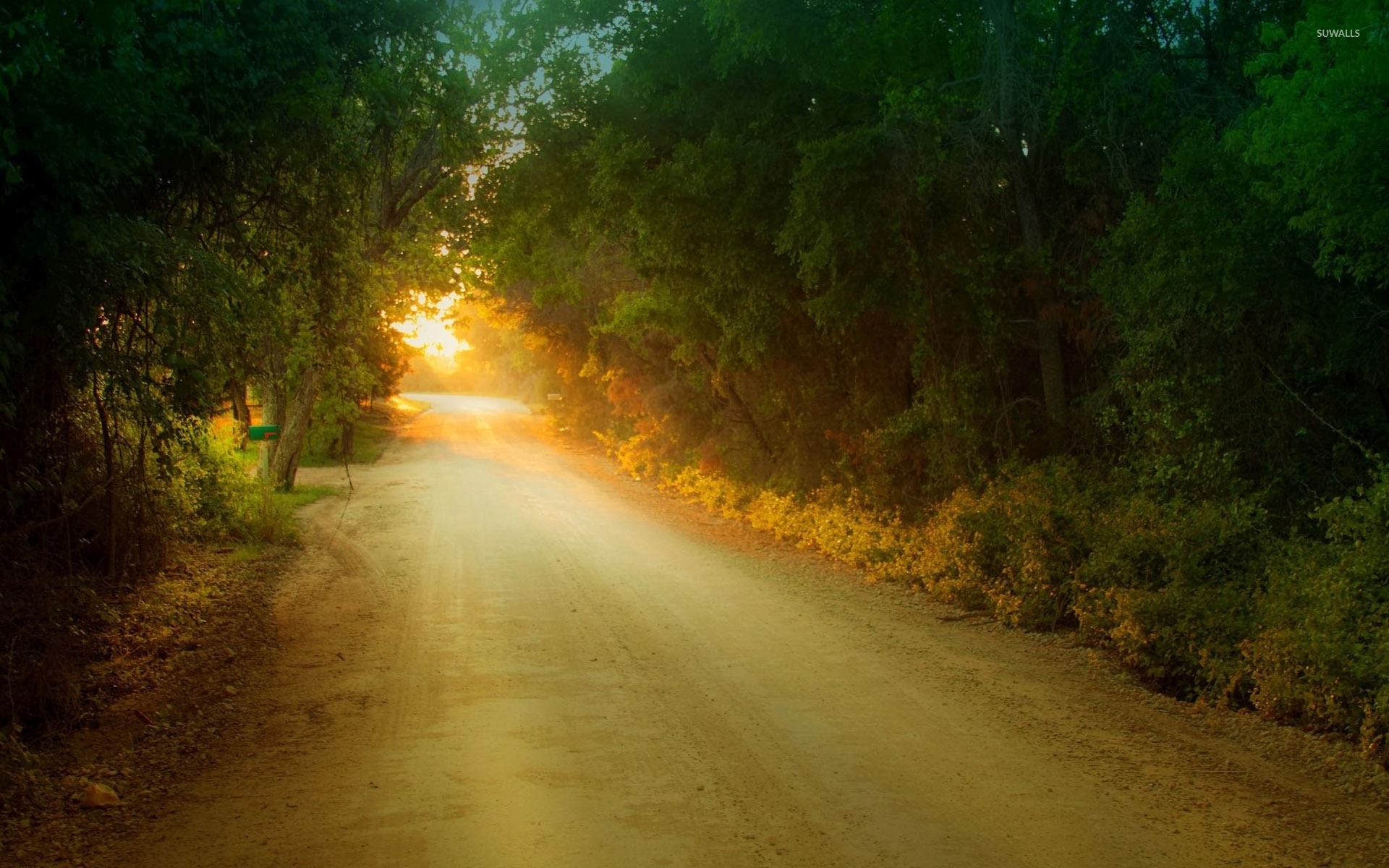 Sun at the end of the tree tunnel wallpaper wallpaper