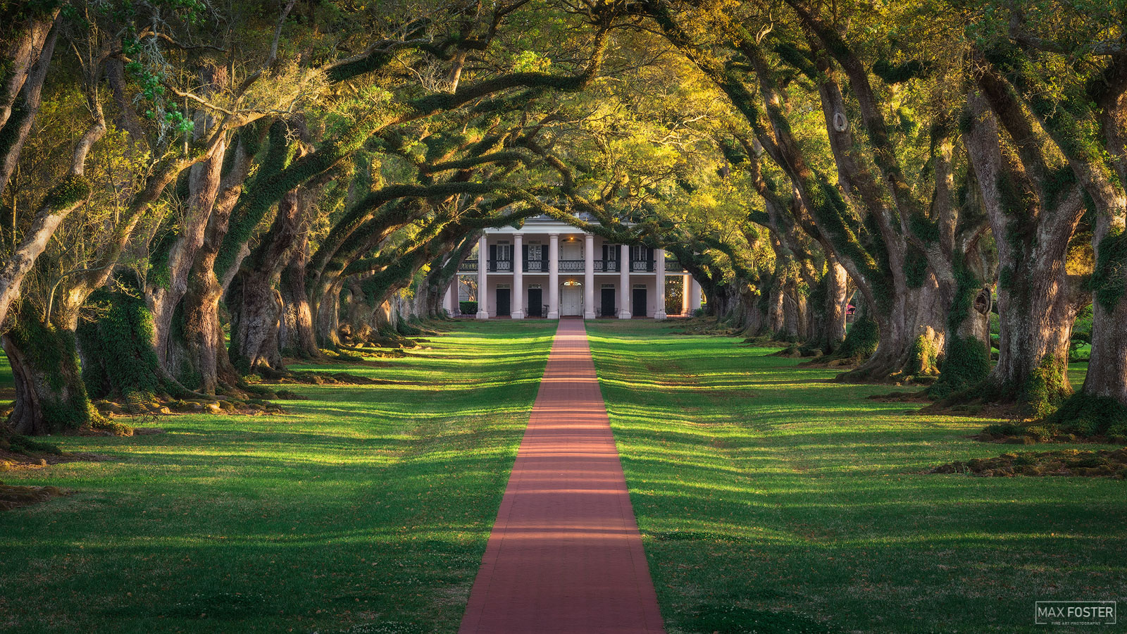 Breathtaking Tree Tunnels Around the World. Max Foster Photography