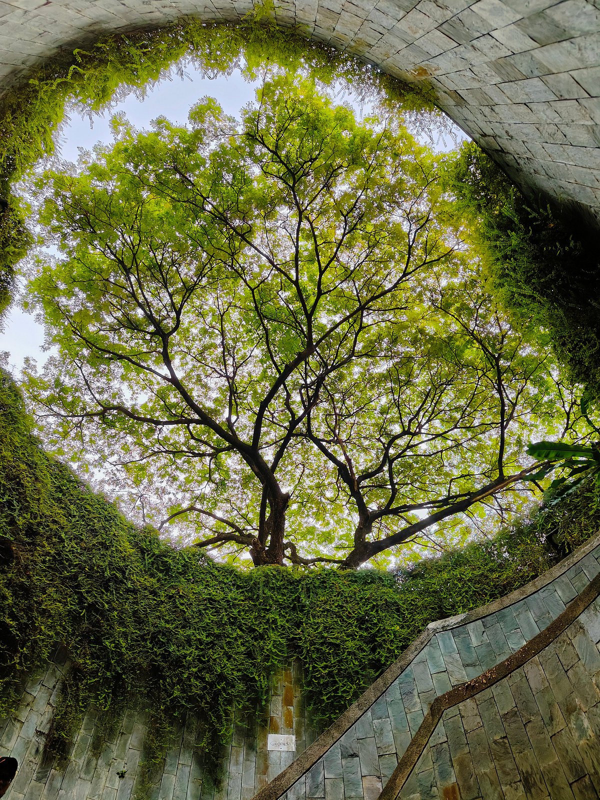 Fort Canning Park Tree Tunnel You MUST Know Before You Go (w/ Reviews & Photo)
