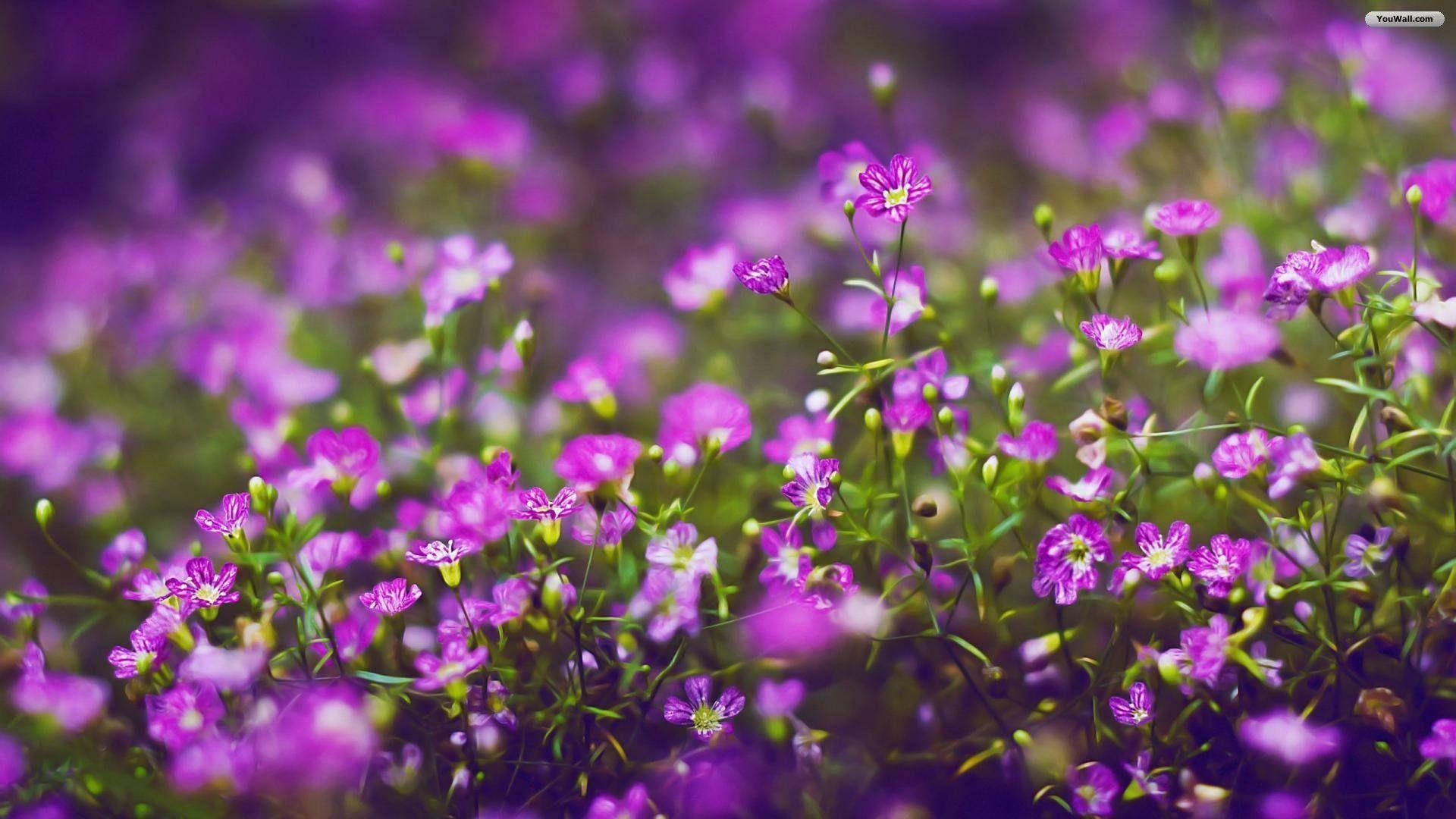 Download Purple Flowers Under Natural Light Wallpaper