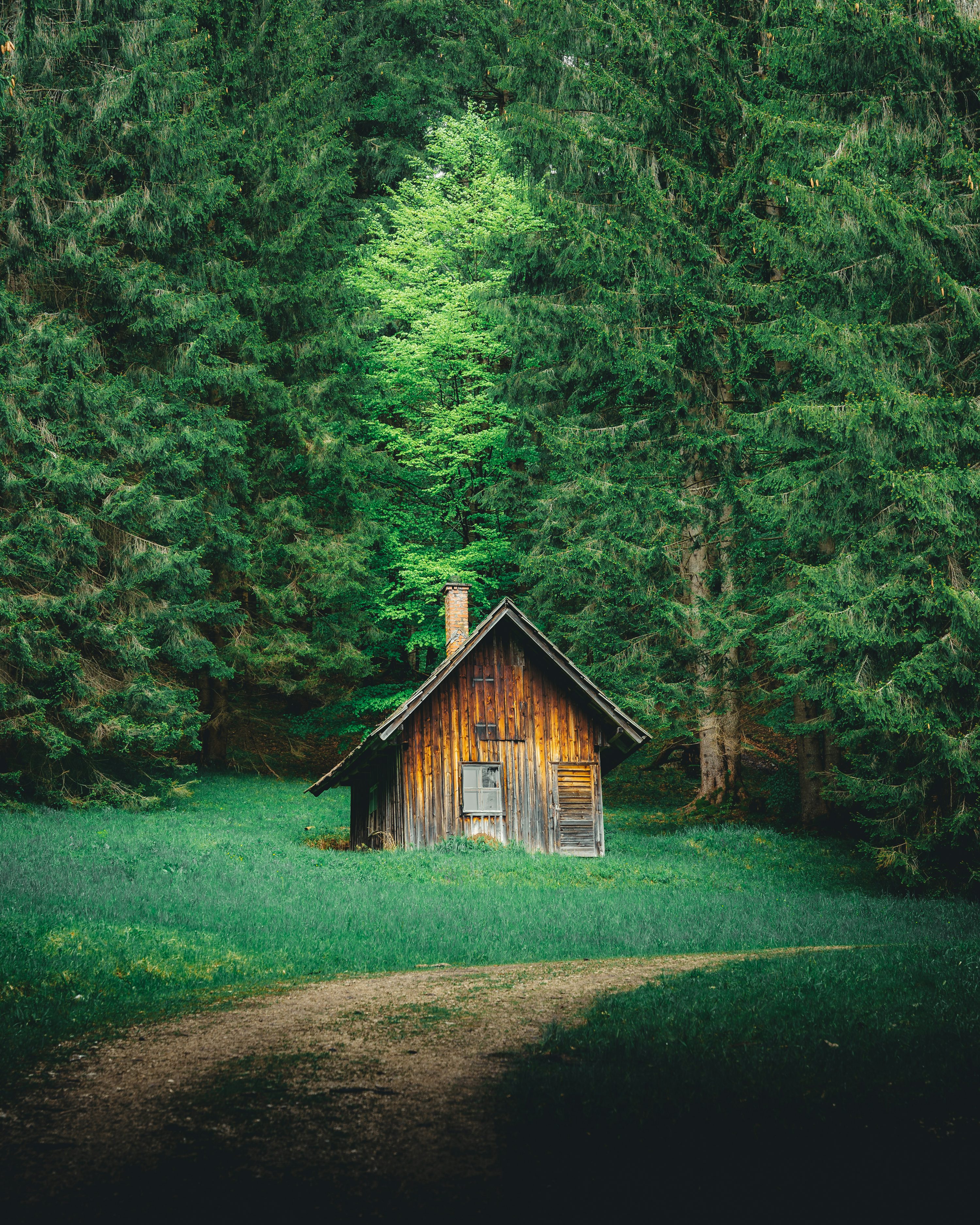 Brown wooden house in the middle of forest photo