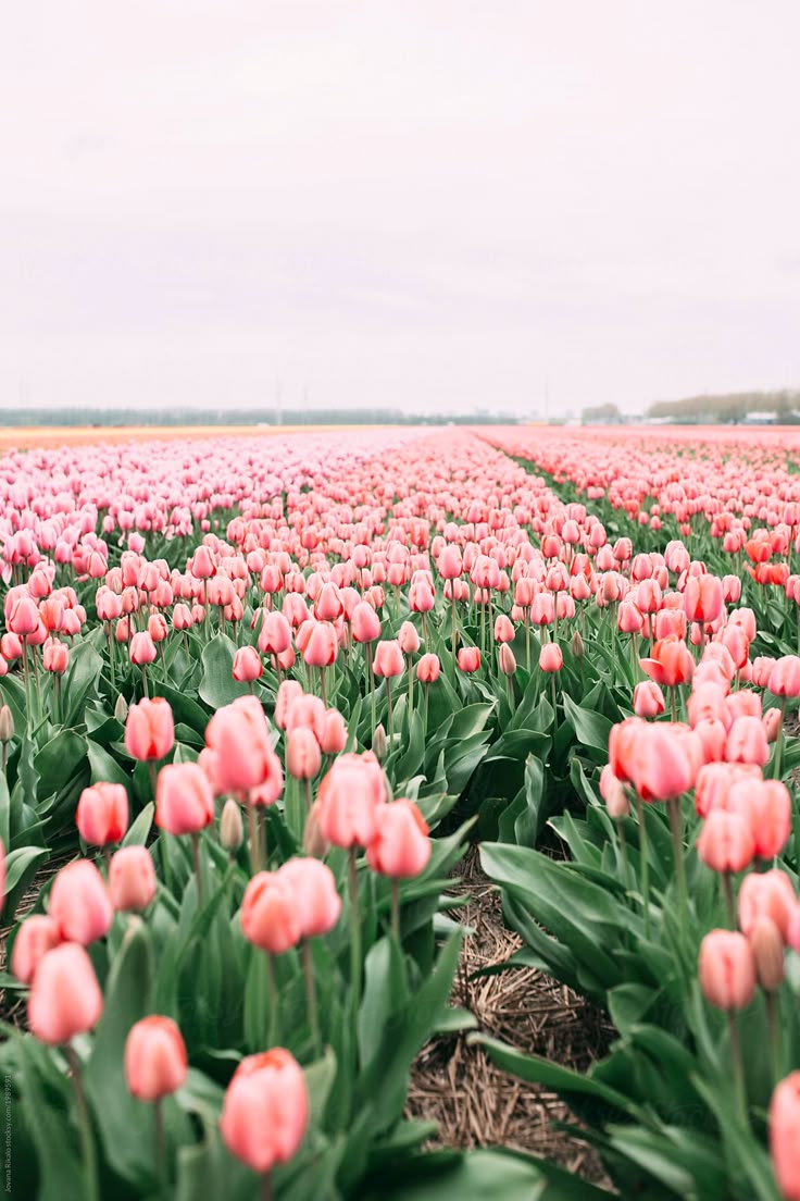 Pink Tulips