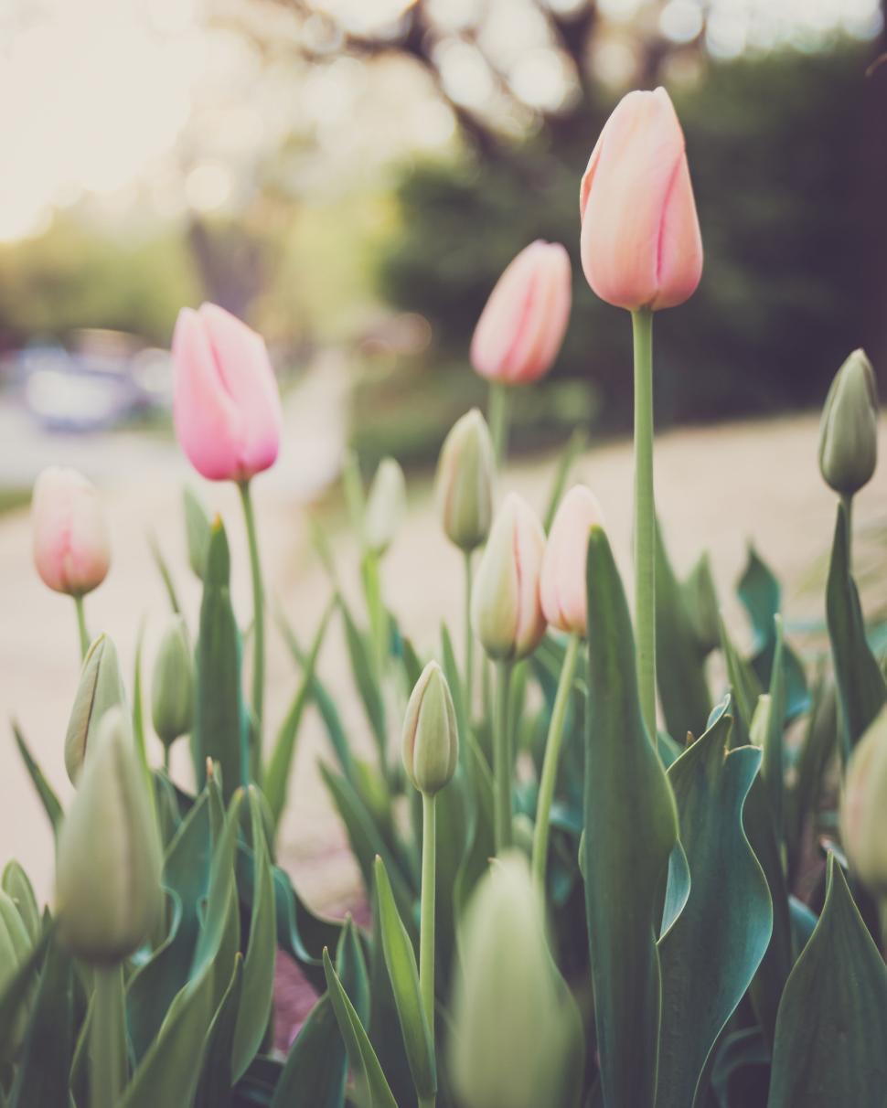 Free of Pink tulips in a garden gently swaying in soft spring breeze. Download Free Image and Free Illustrations