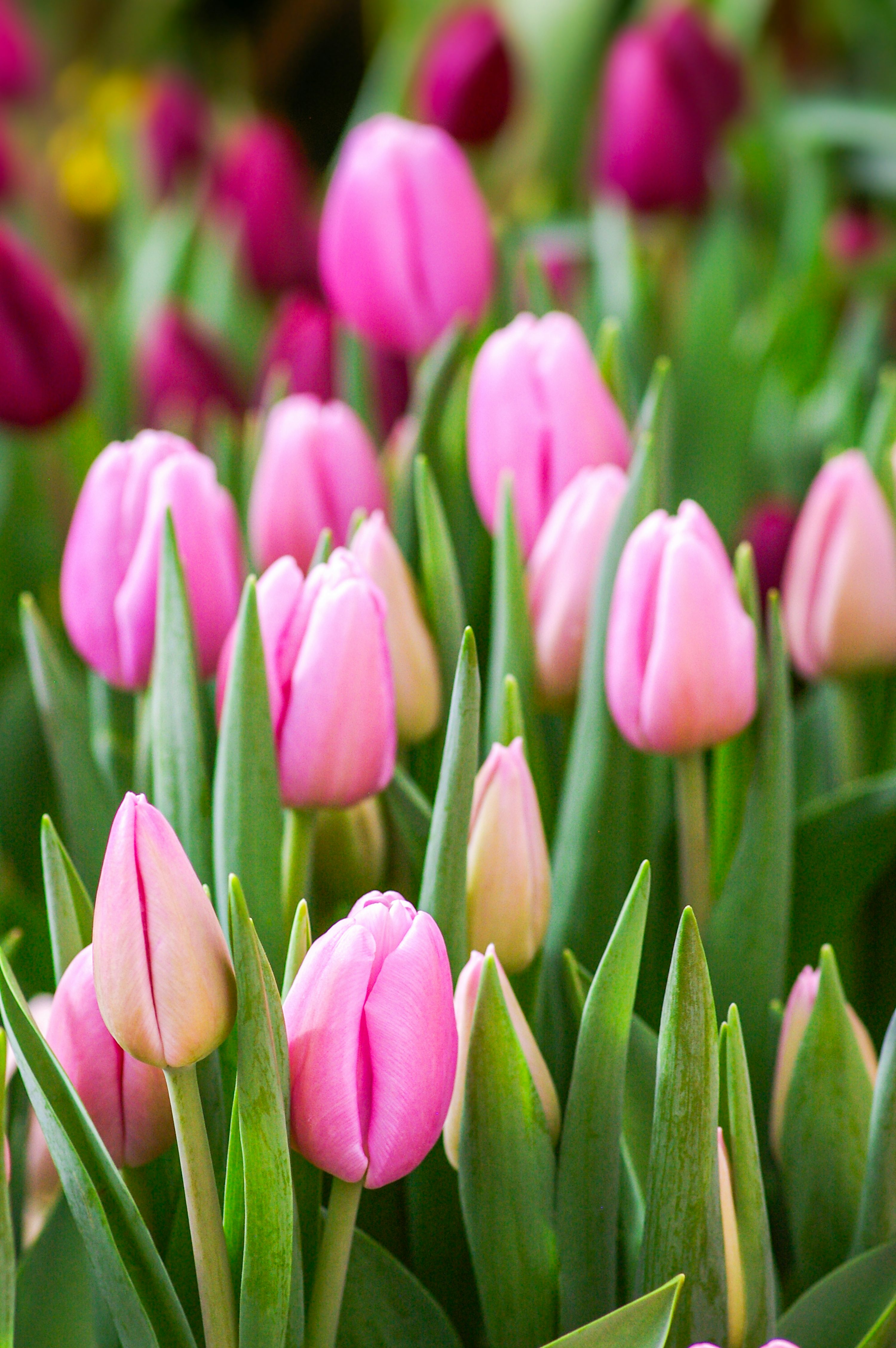 A bunch of pink tulips in a garden photo