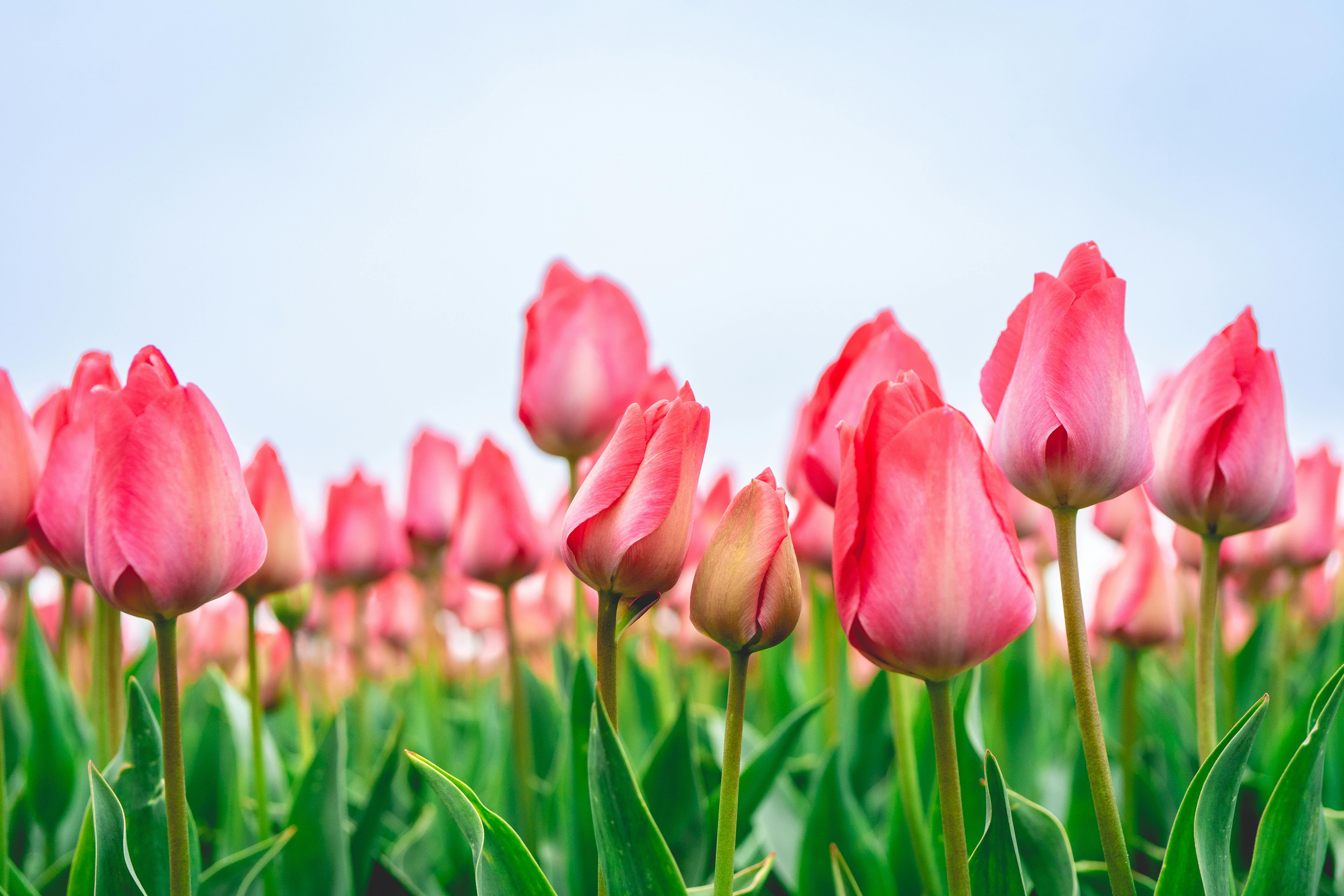 Rows of pink tulips in The Netherlands, During Spring. · Free