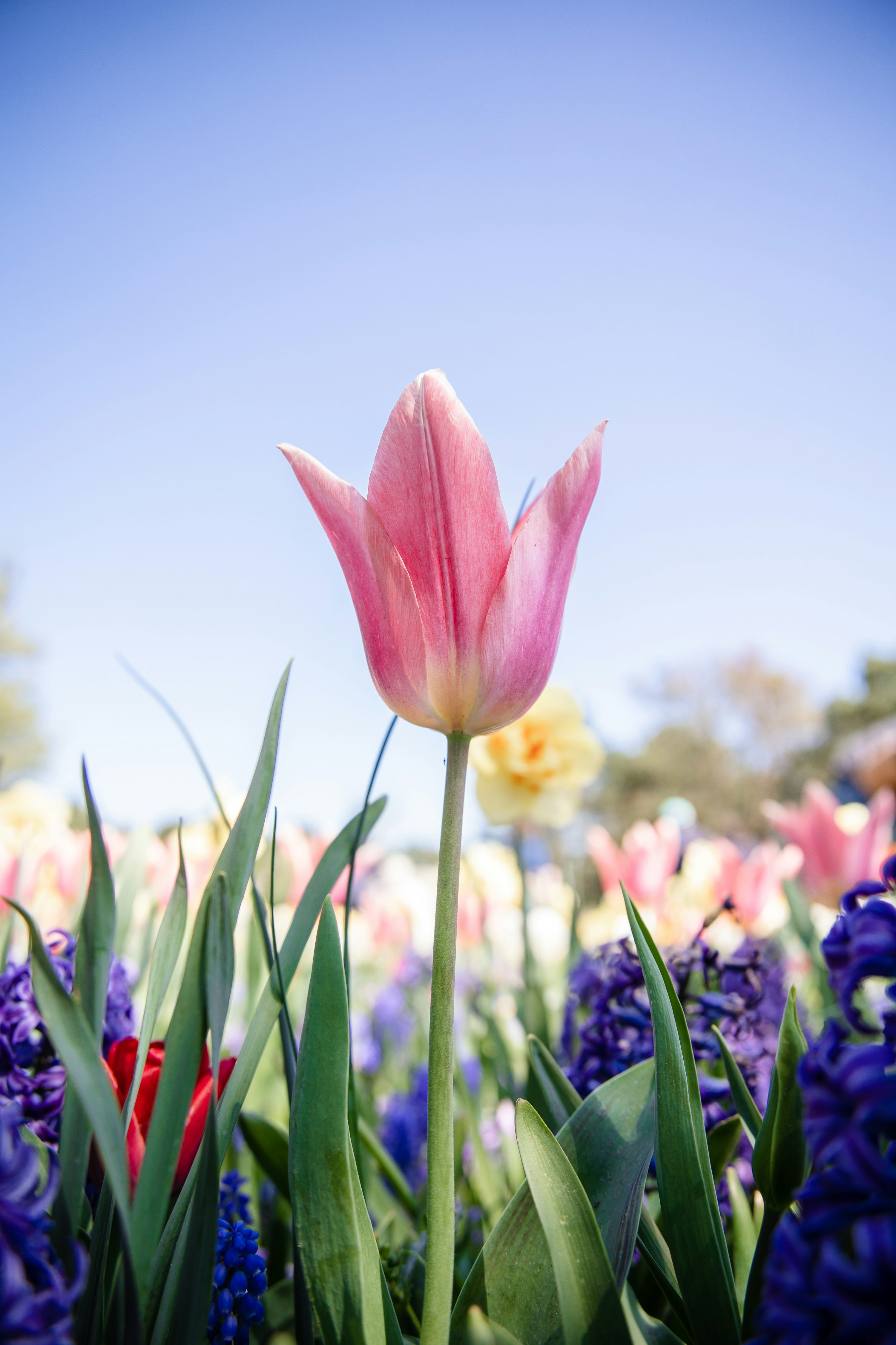 A pink tulip in a field of purple and yellow flowers photo