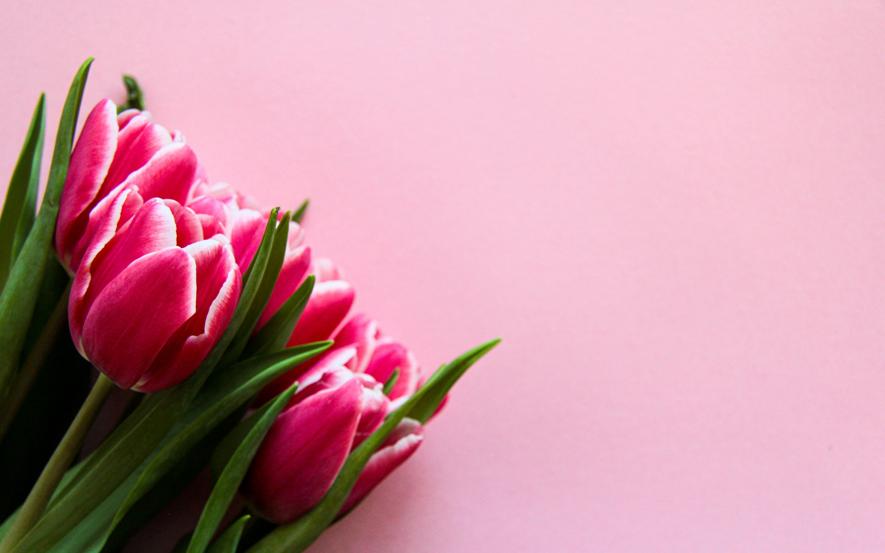 Pink Tulips Wallpaper 4K, Pink background, 5K