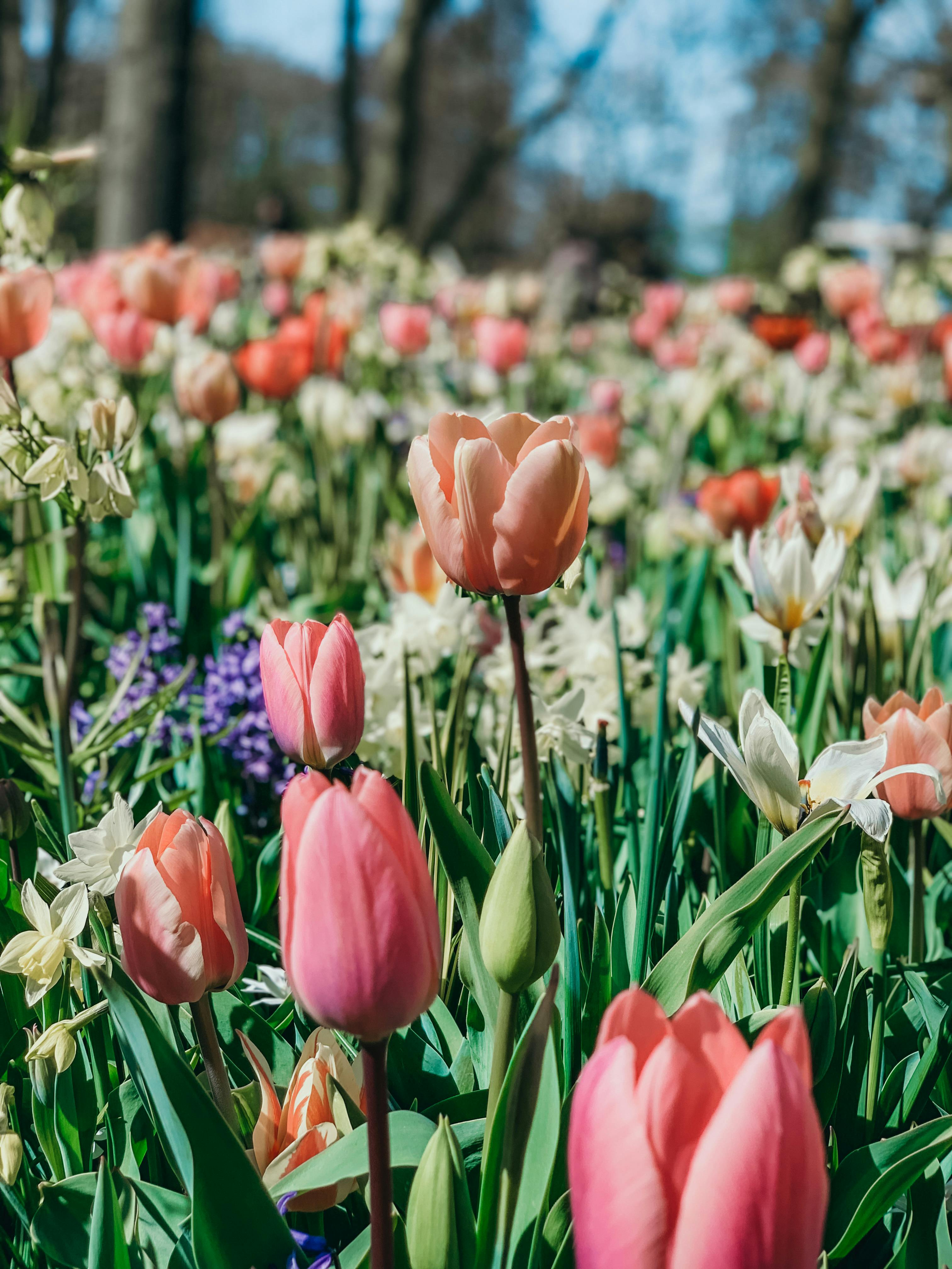 Close Up Photo Of Tulips On A Field · Free