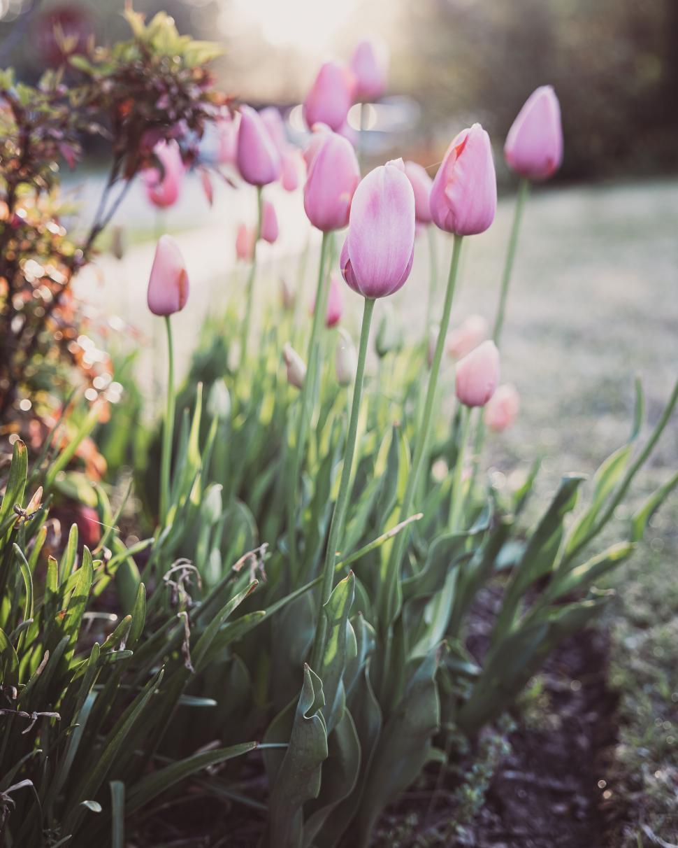 Free of Pink tulips in full bloom in a sunlit garden bed during morning hours. Download Free Image and Free Illustrations