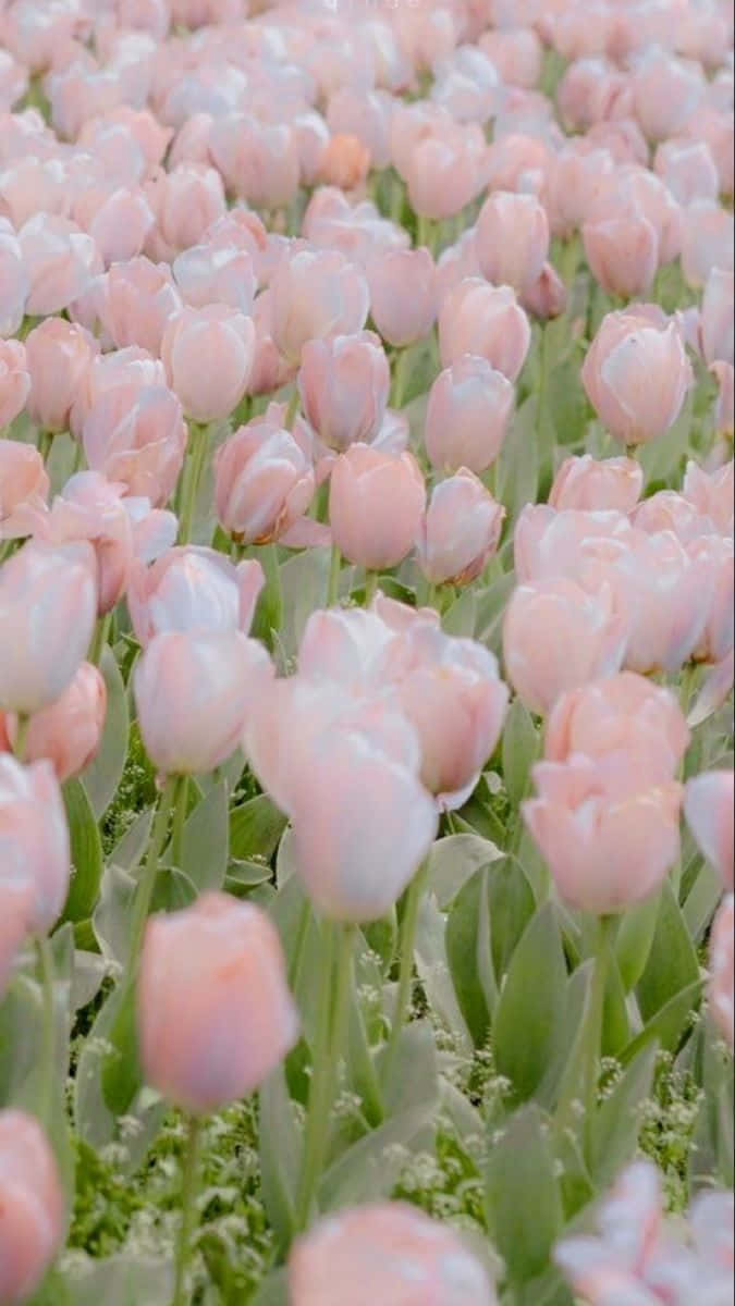 Download Pastel Pink Tulip Field Aesthetic Wallpaper