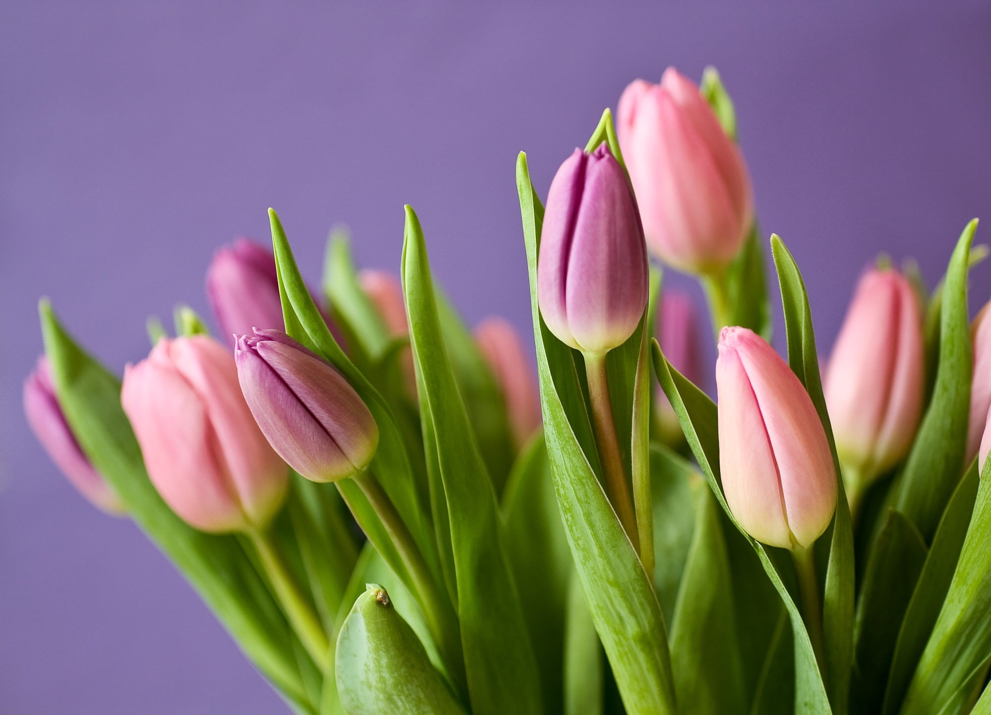 Royalty Free Photo: Pink And Purple Tulip Flowers