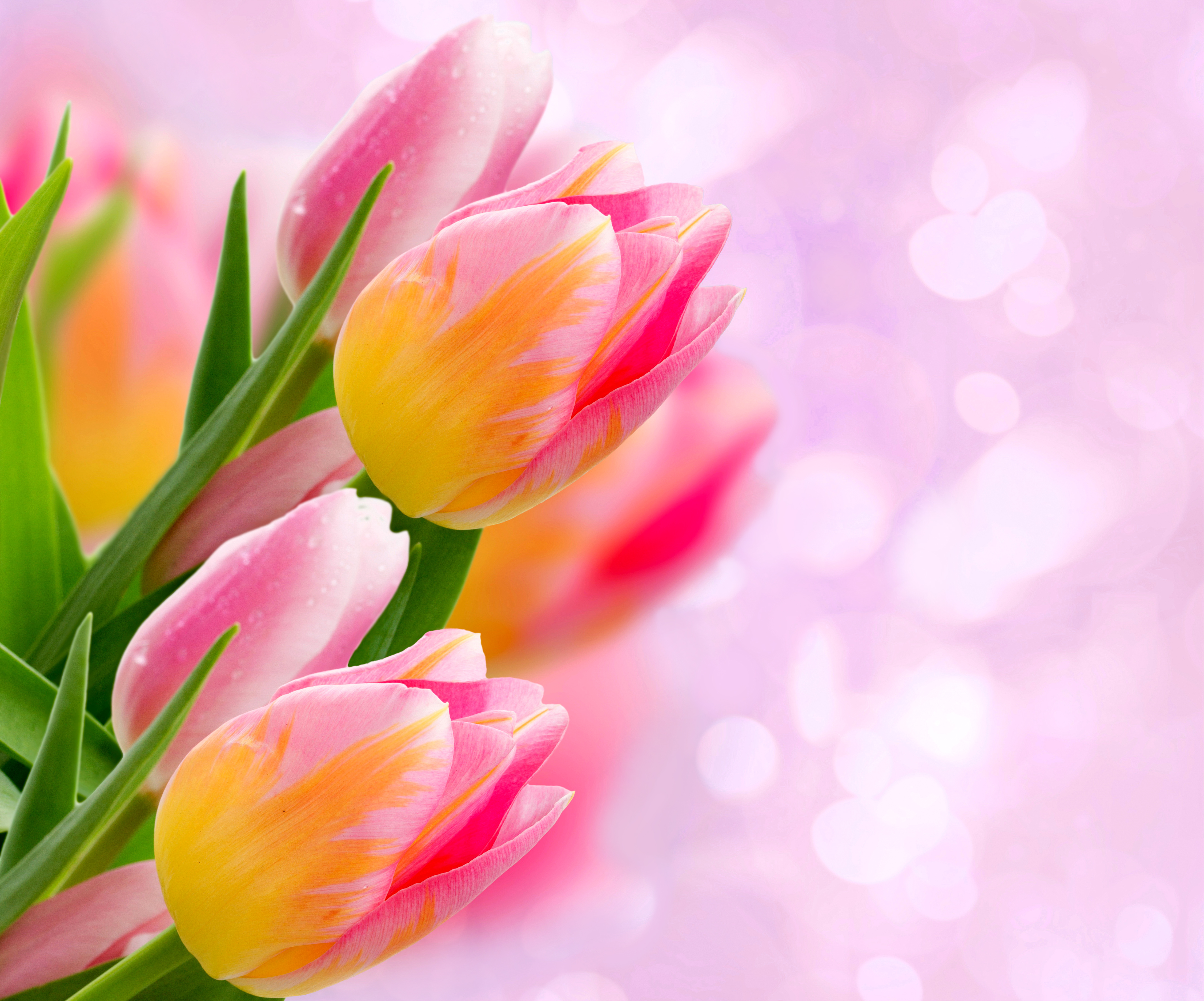 Tulips Pink Background​-Quality Free Image and Transparent PNG Clipart