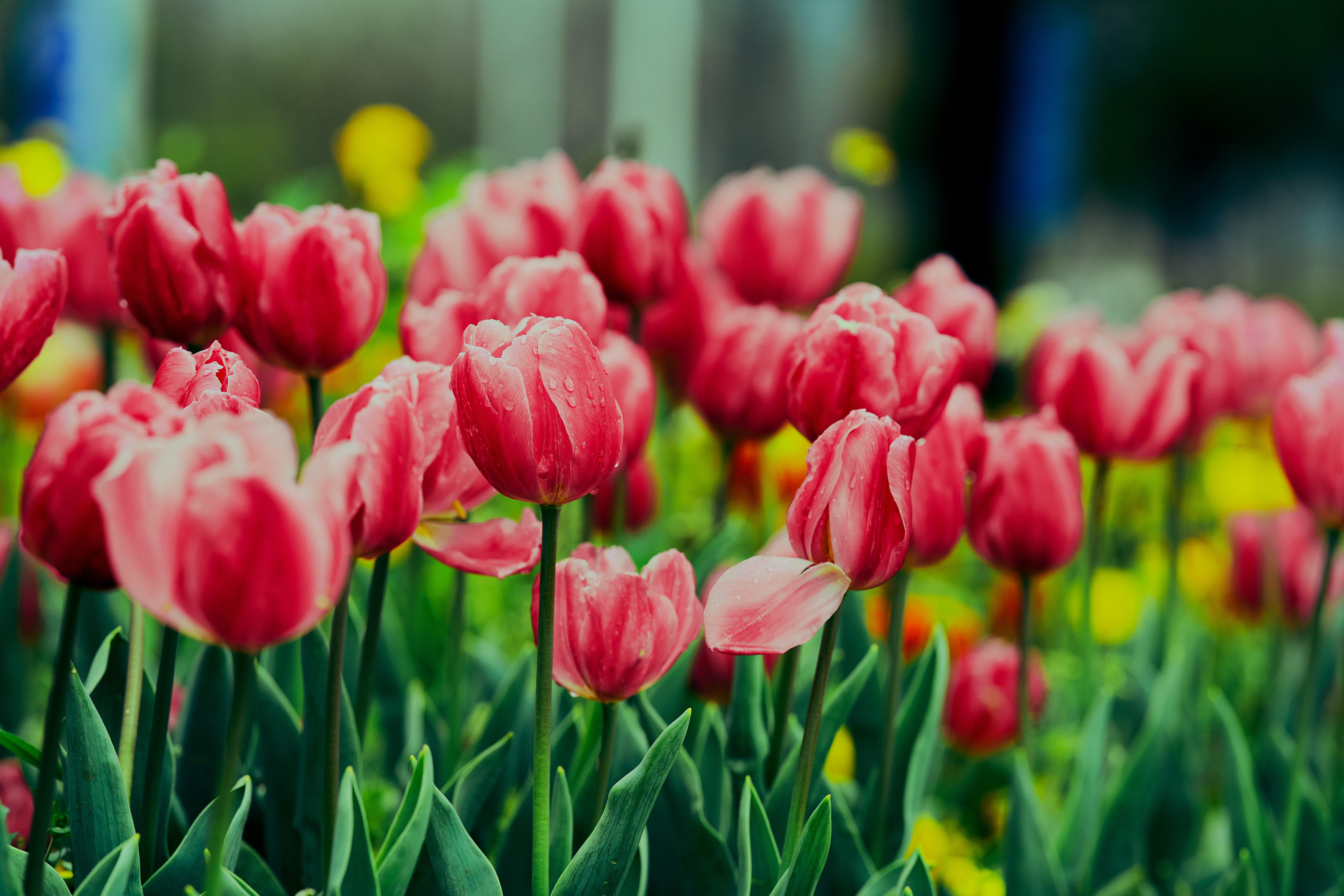 Pink Tulips Wallpaper 4K, Flower garden, Greenery