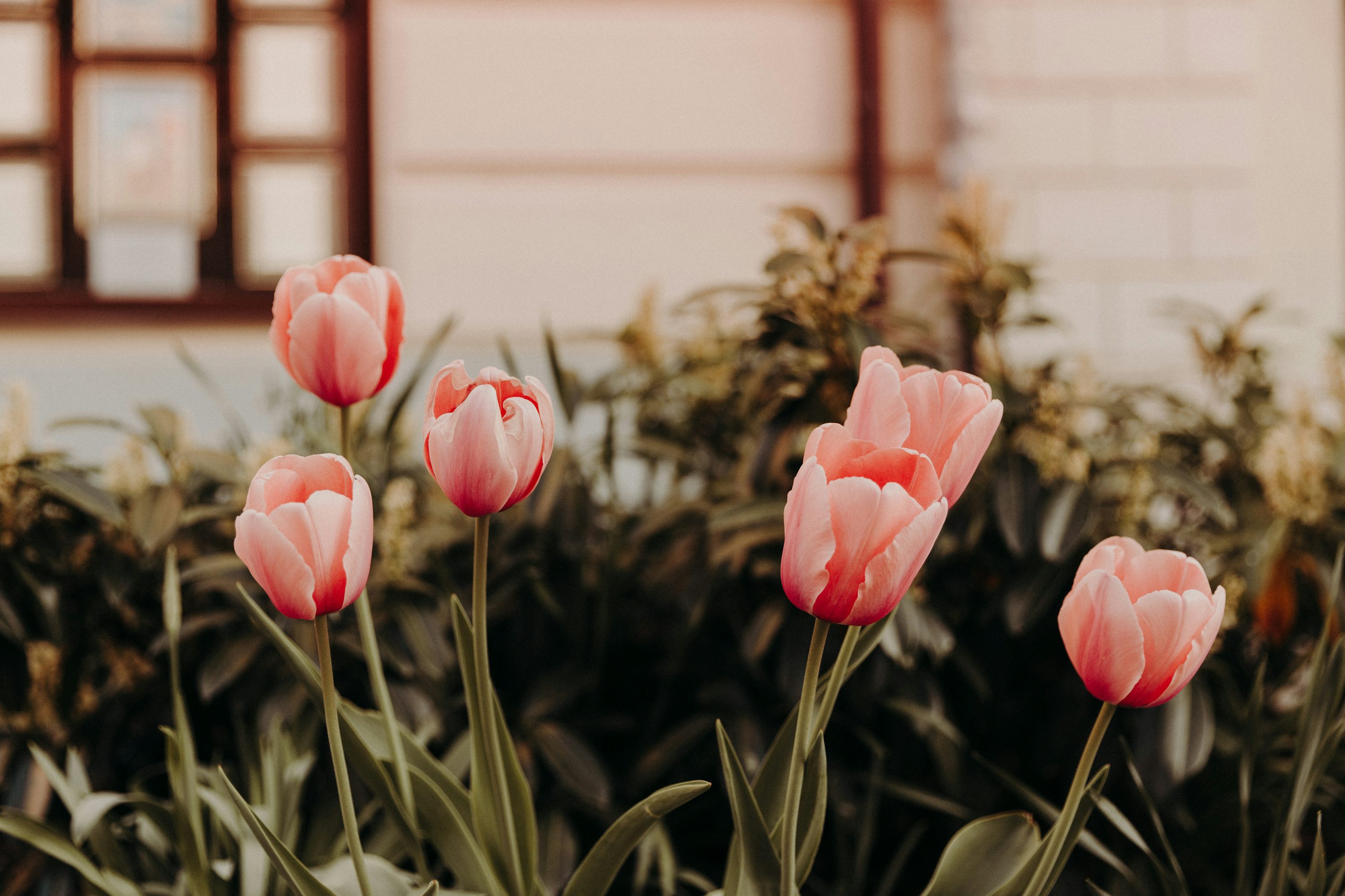 Pink tulips in bloom during daytime photo