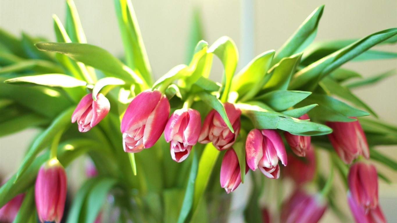 Pink Tulips Spring Flowers HD Wallpaper