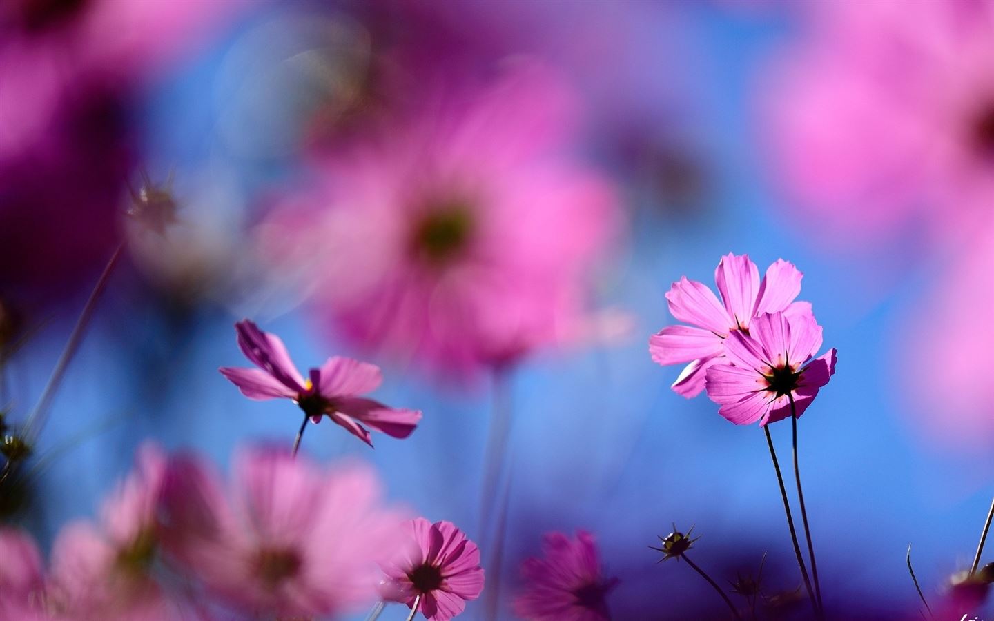 Cosmos flower MacBook Air Wallpaper Download