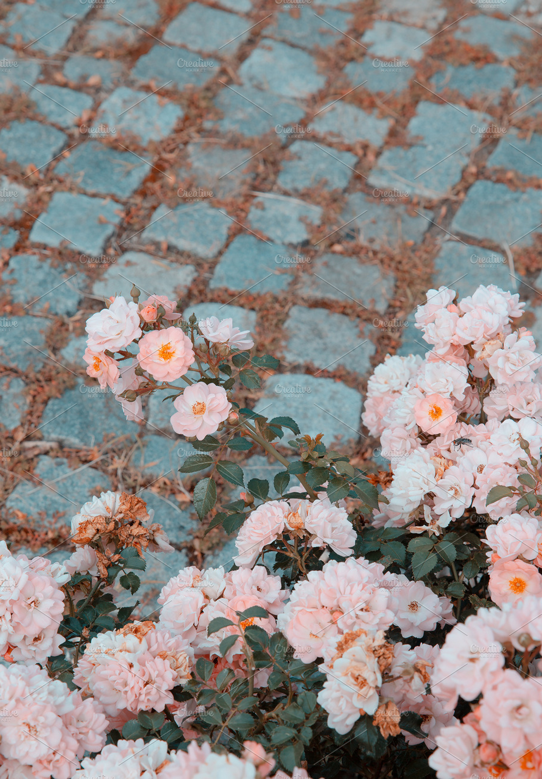 Pink Roses Flower aesthetic wallpaper. Summer time, bloom conce, a Nature Photo