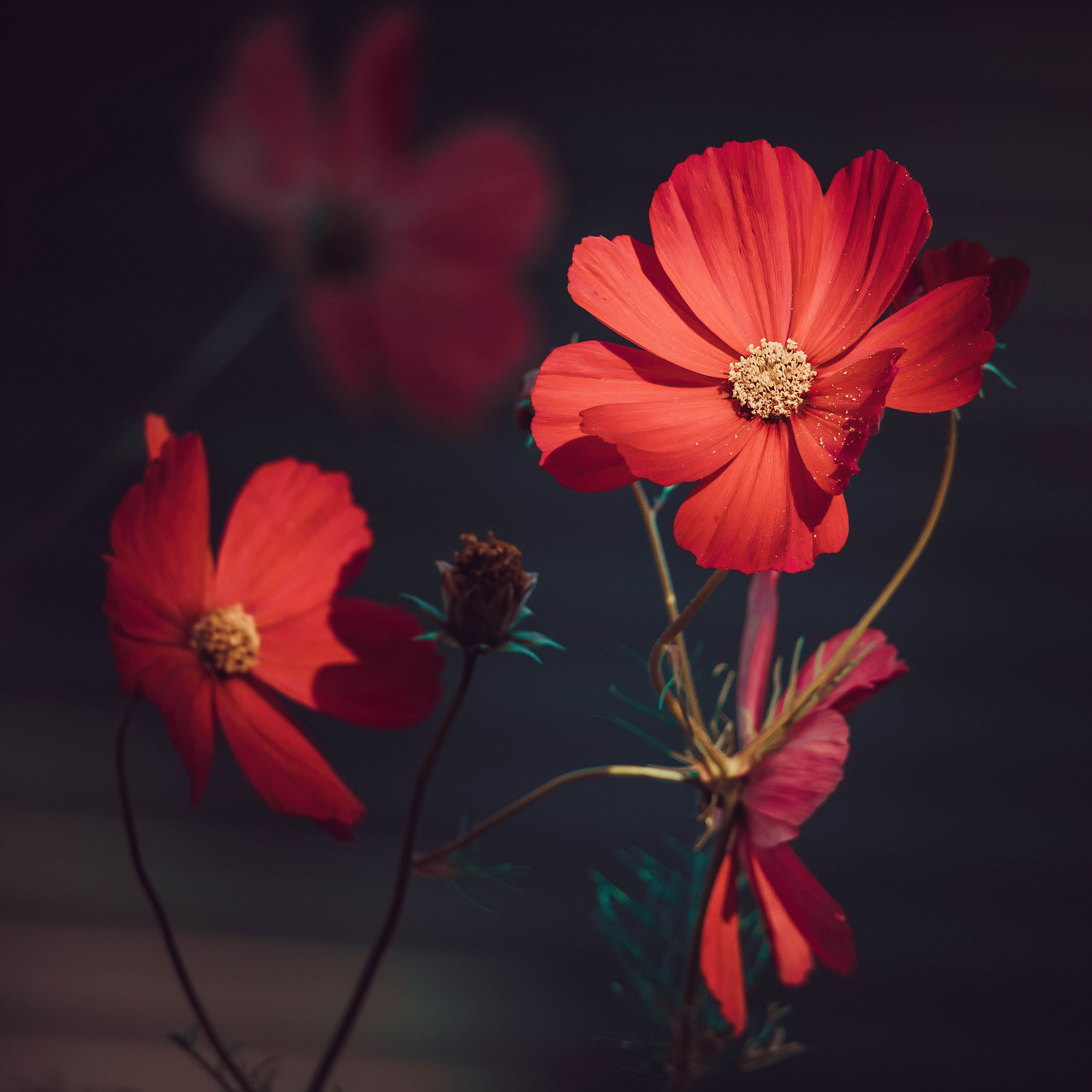 Orange flowers Wallpaper 4K, Summer, Blossom, Bloom, Aesthetic