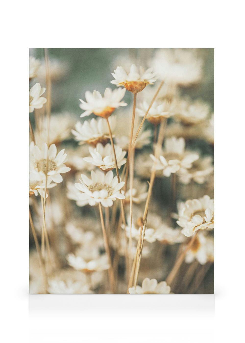 Summer Flowers Canvas print