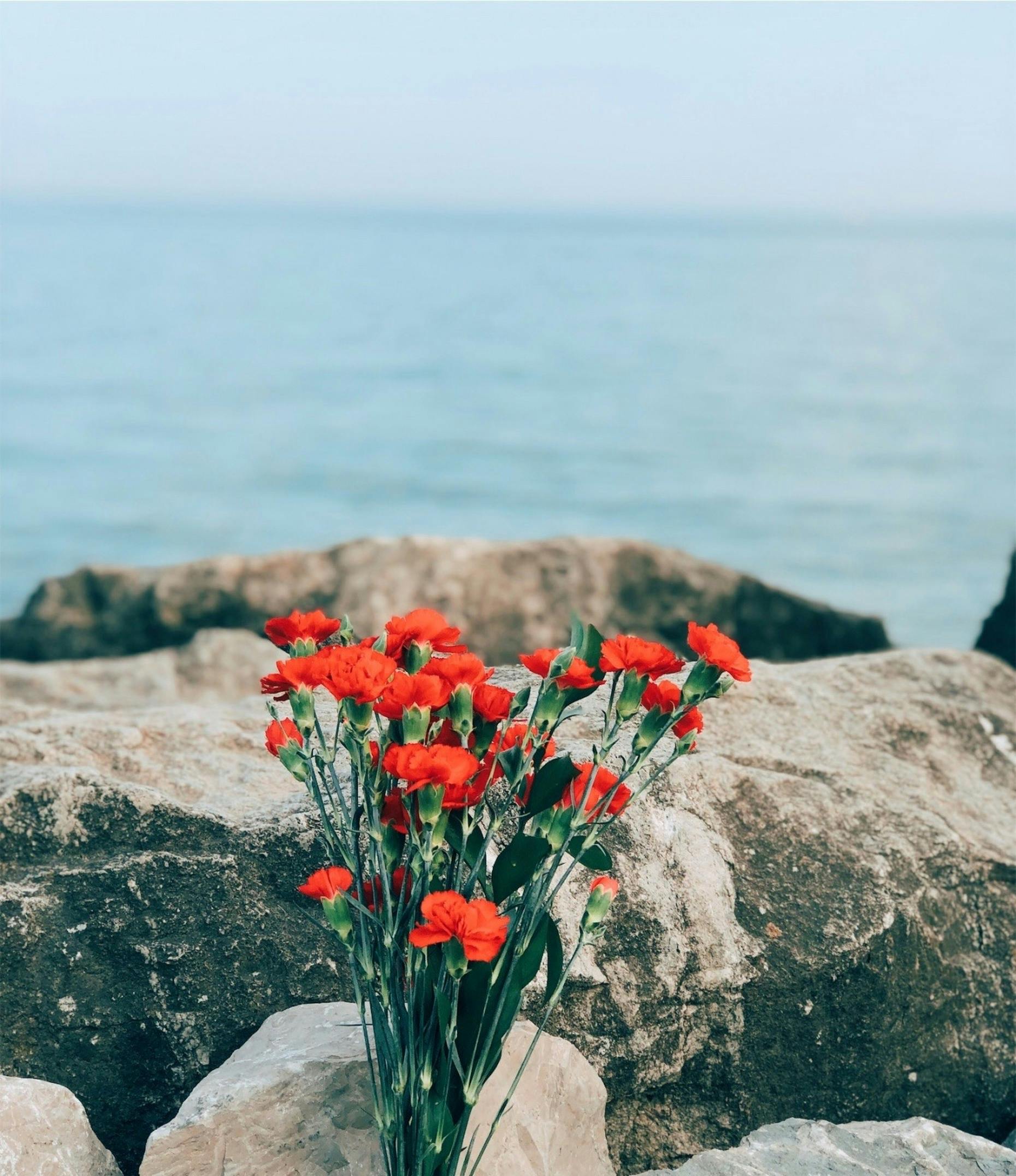 Summer Aesthetic Wallpaper iPhone Photo, Download The BEST Free Summer Aesthetic Wallpaper iPhone & HD Image