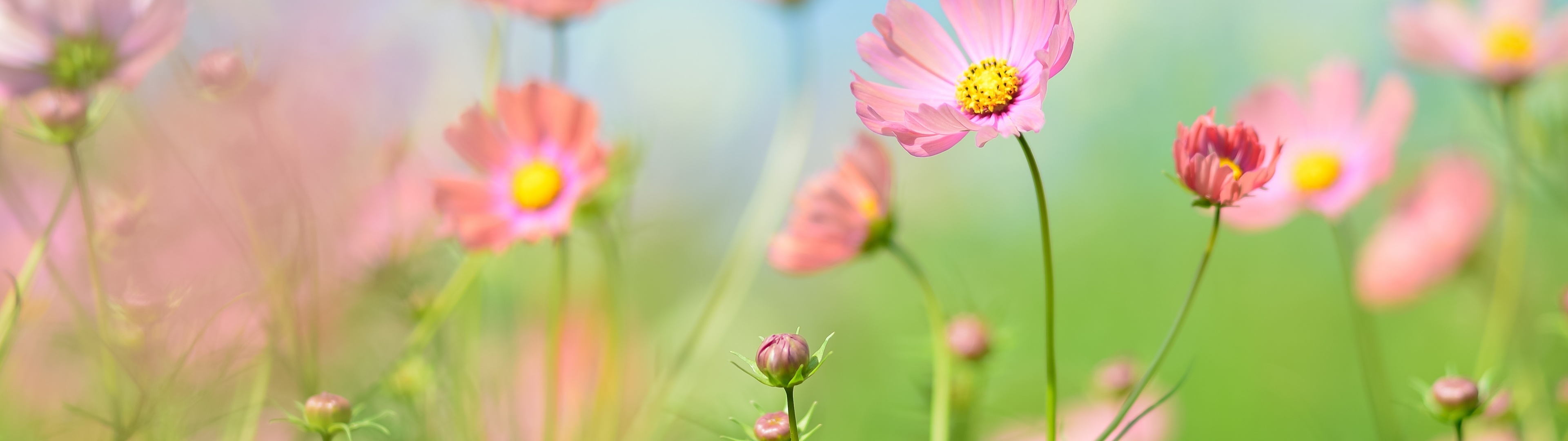 Flower garden Wallpaper 4K, Cosmos flowers, Summer, Aesthetic