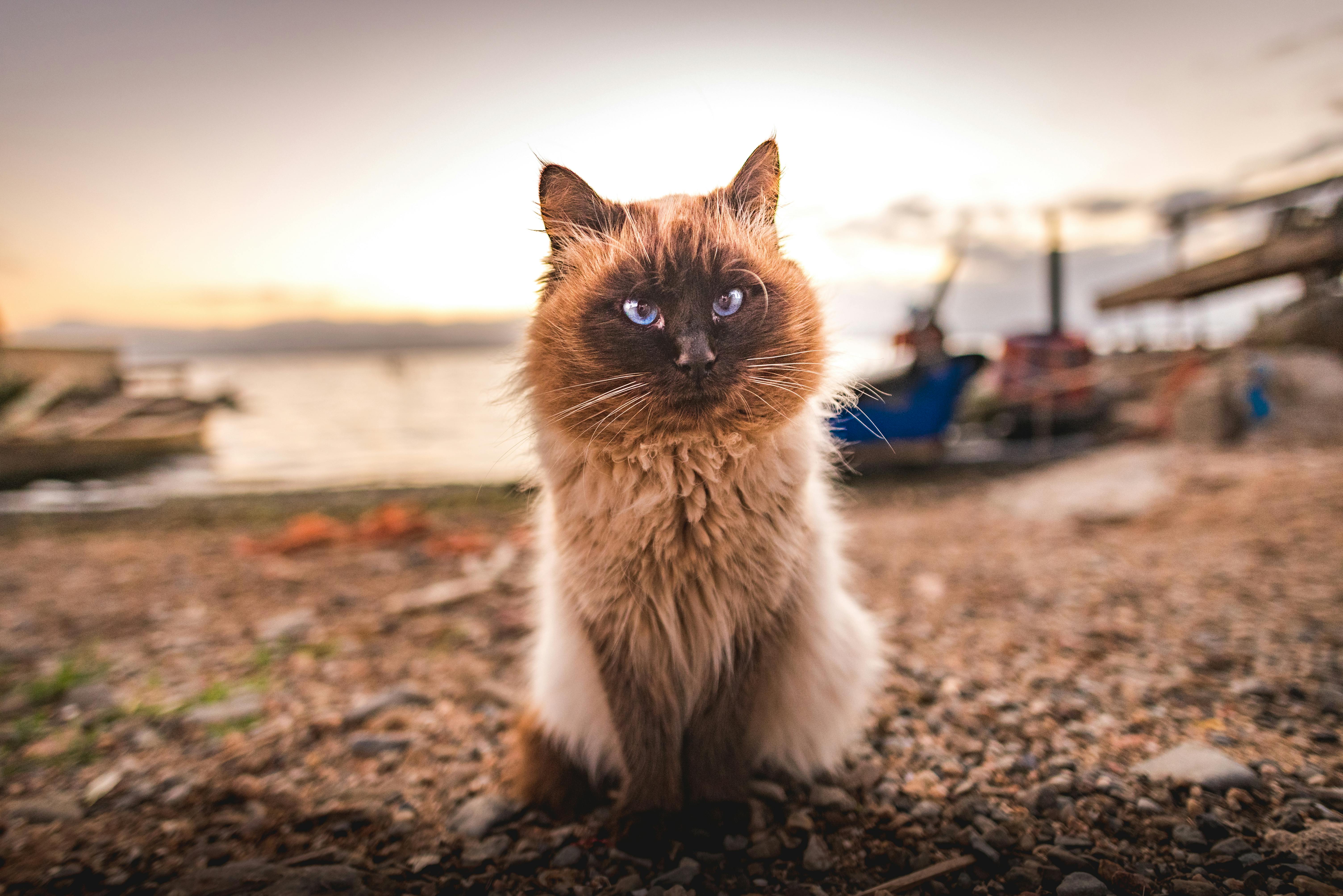 Beach Cat Photo, Download The BEST Free Beach Cat & HD Image