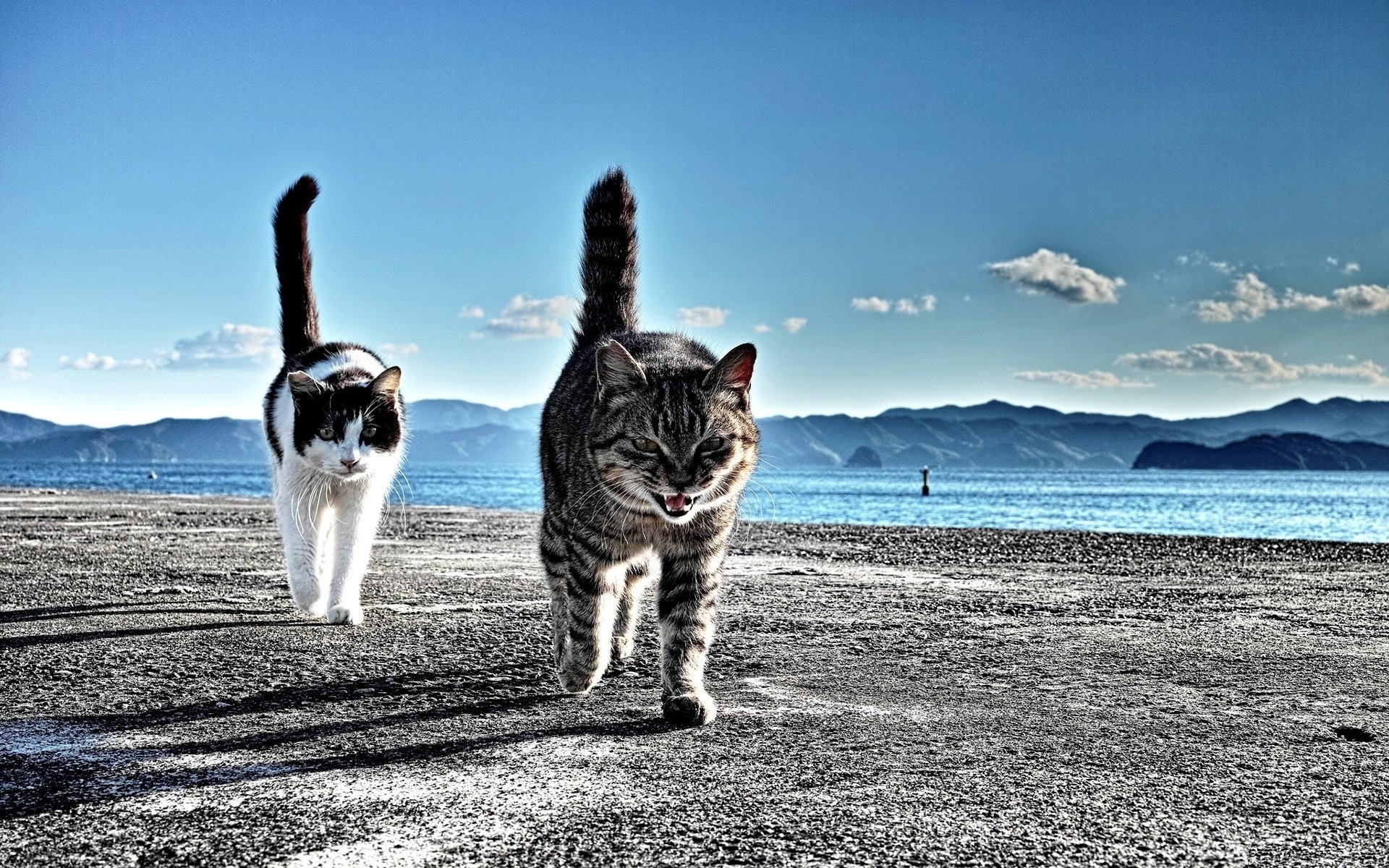 Wallpaper Two cats walking at beach 1920x1200 Picture, Image