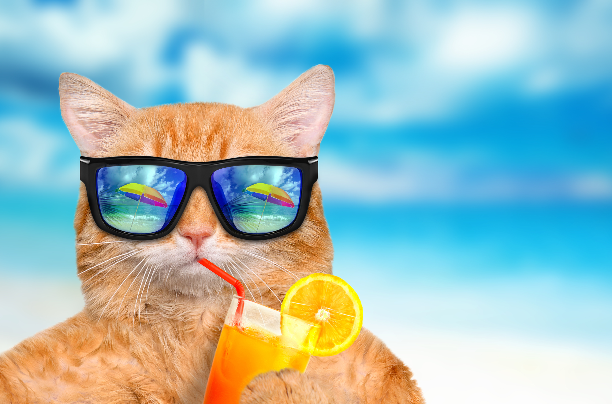 Cat Beach Wallpaper, HD Cat Beach Background on WallpaperBat