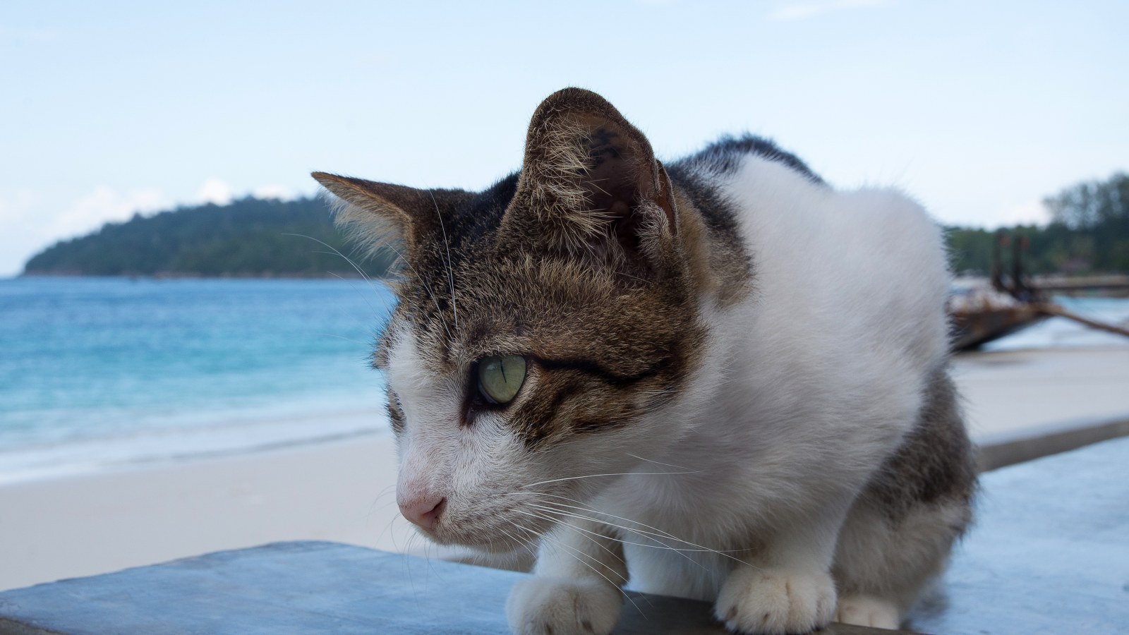 Kitten in Tiny Sun Hat Goes on 'Holidays' at the Beach, Internet Can't Cope