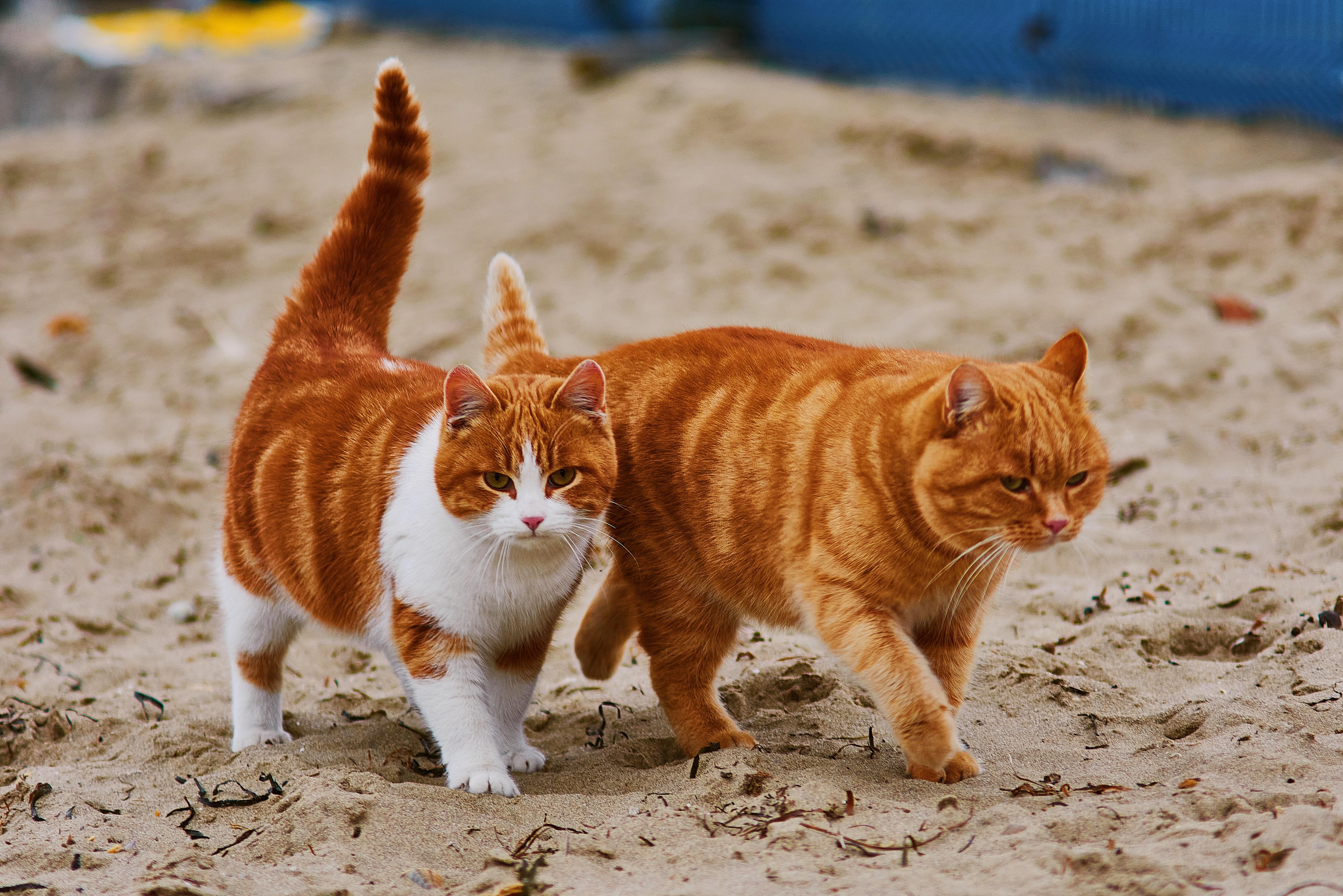 Cats on a beach