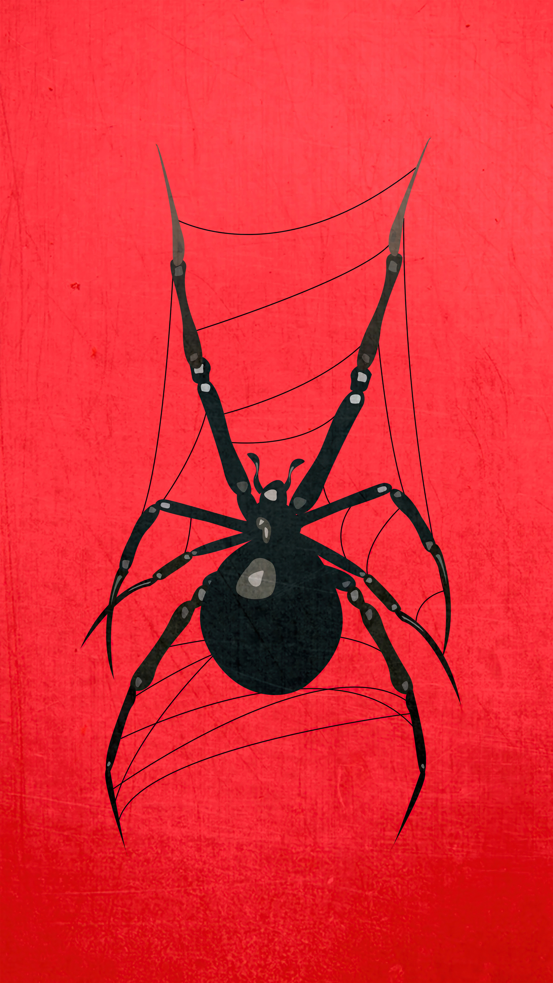Spider (Animal) Wallpaper