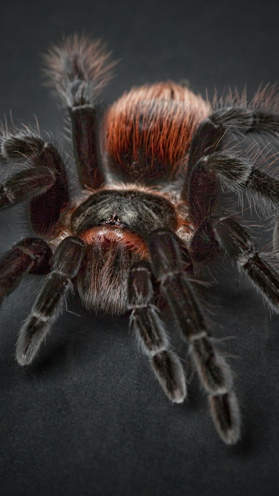 Spider (Animal) Wallpaper