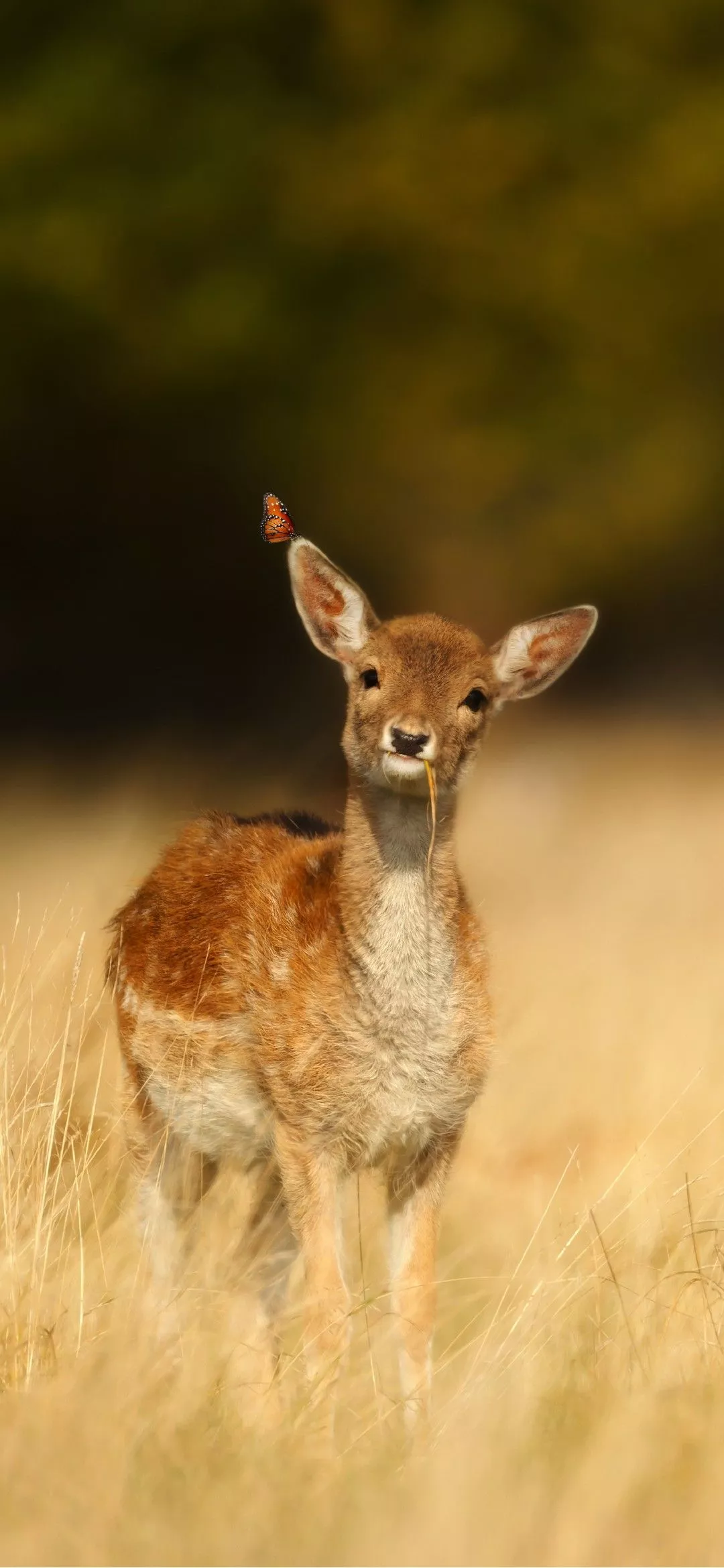 Vivo X200 FE wallpaper