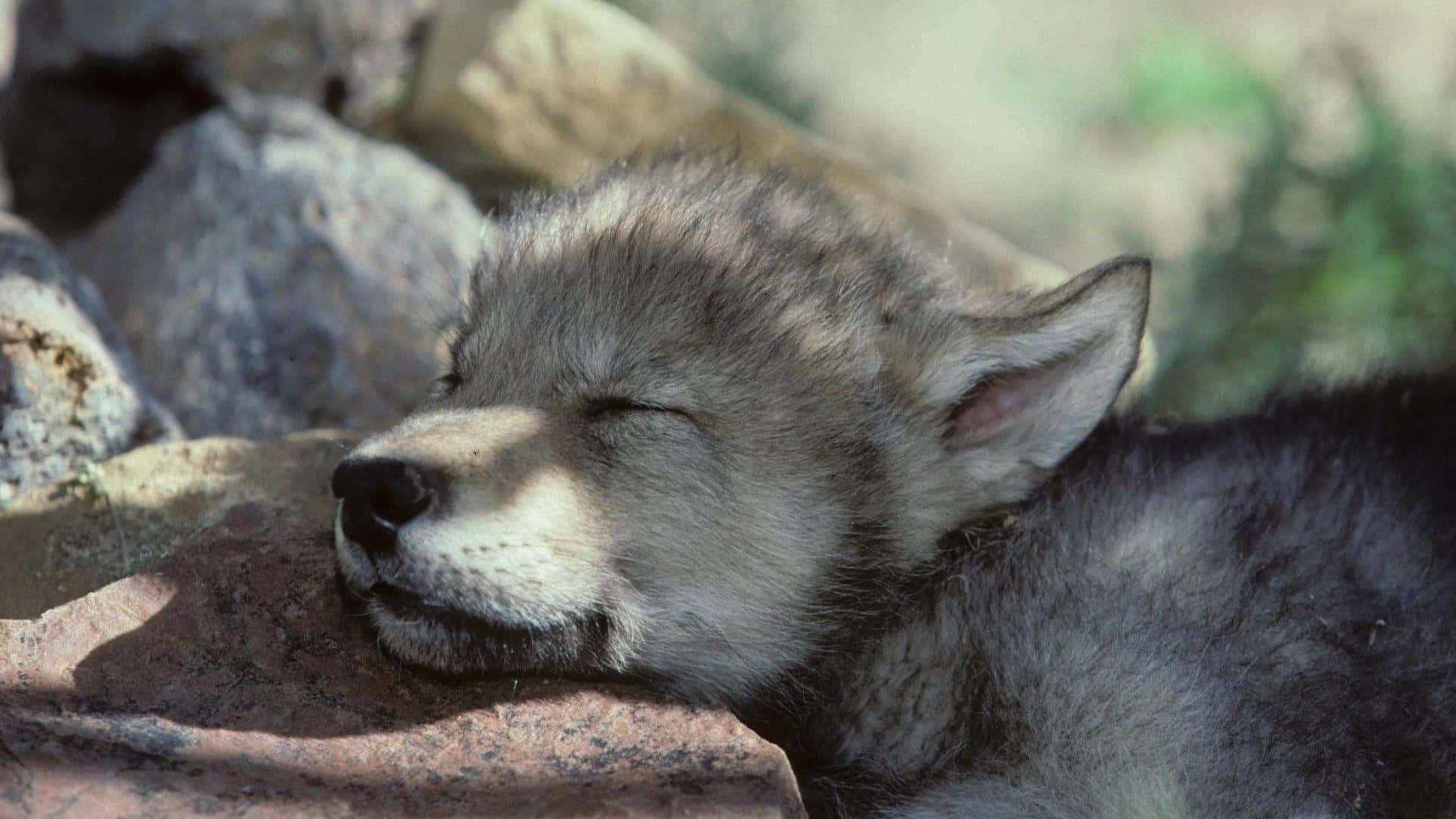 Download Adorable Wolf Pup in the Wild Wallpaper