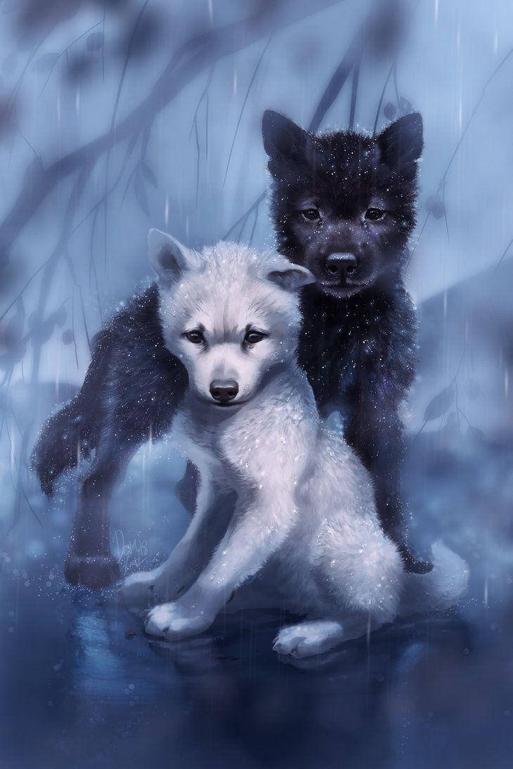 Download Cool Black Wolf And White Wolf Pups In Rain Wallpaper
