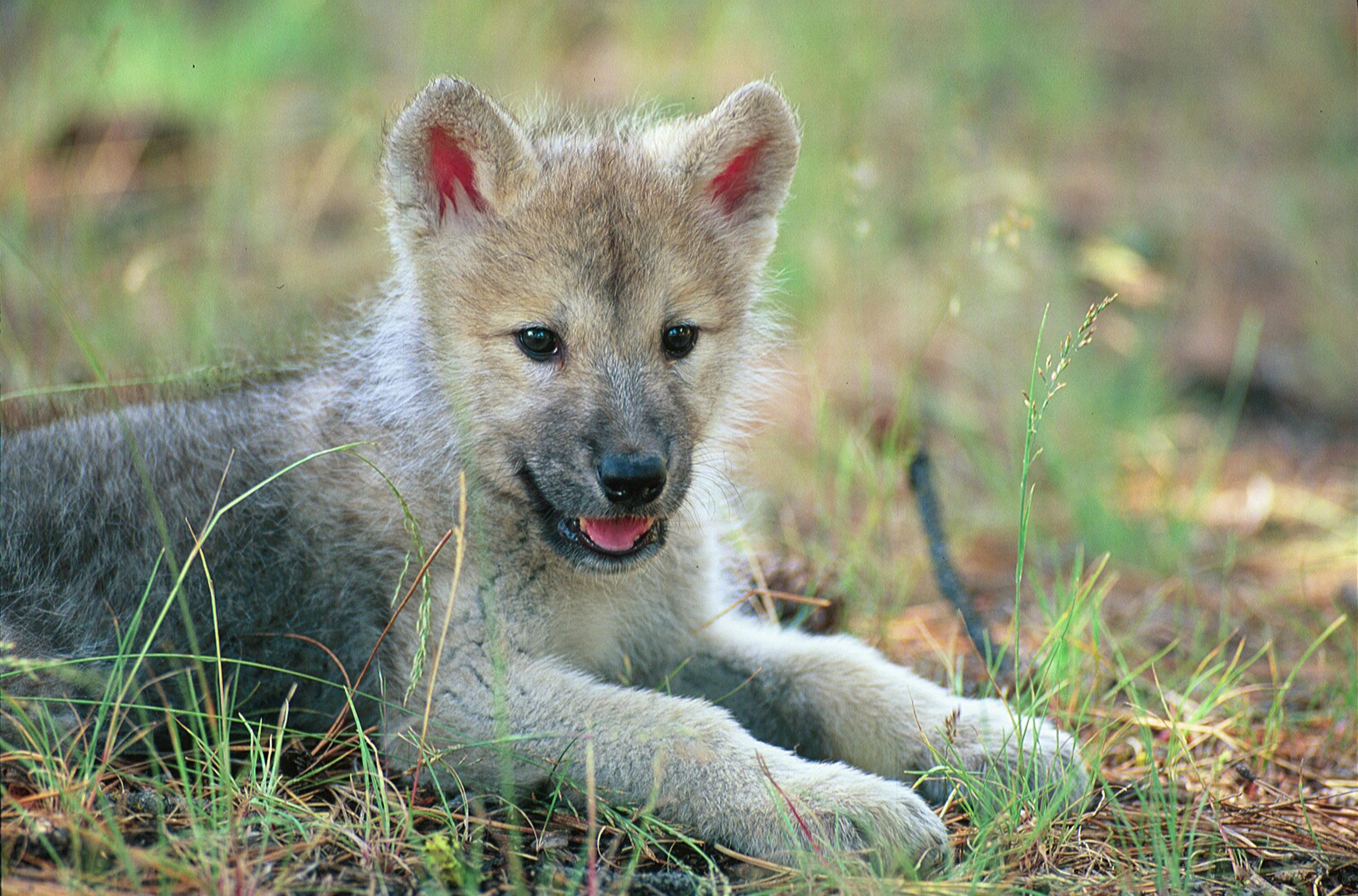 Adorable Wolf Pup HD Wallpaper