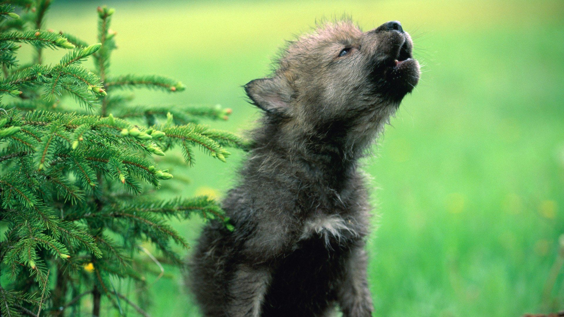 Wolf Puppies HD Background