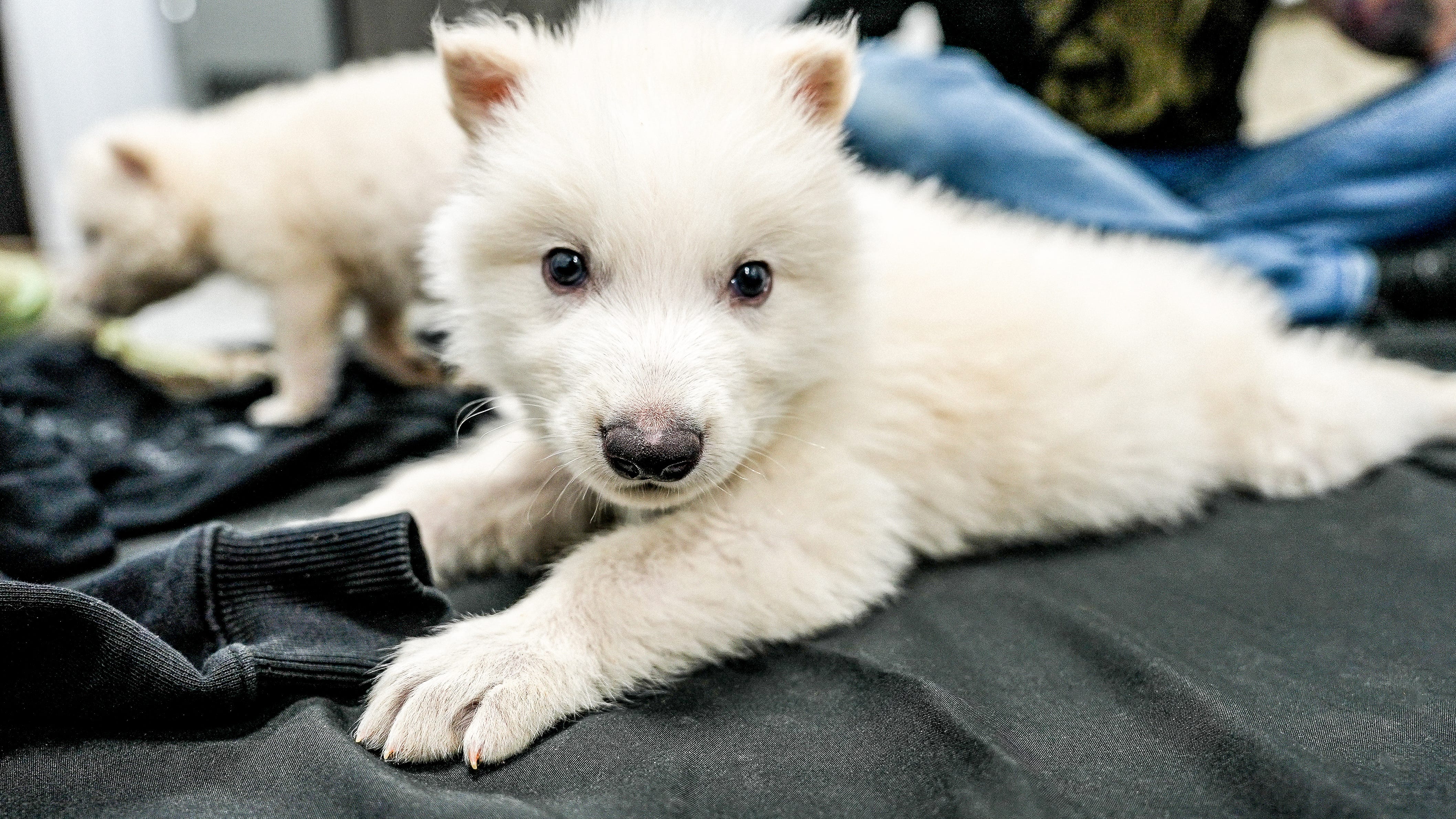 See adorable Dire Wolf pups born from 'ancient DNA' in these photo