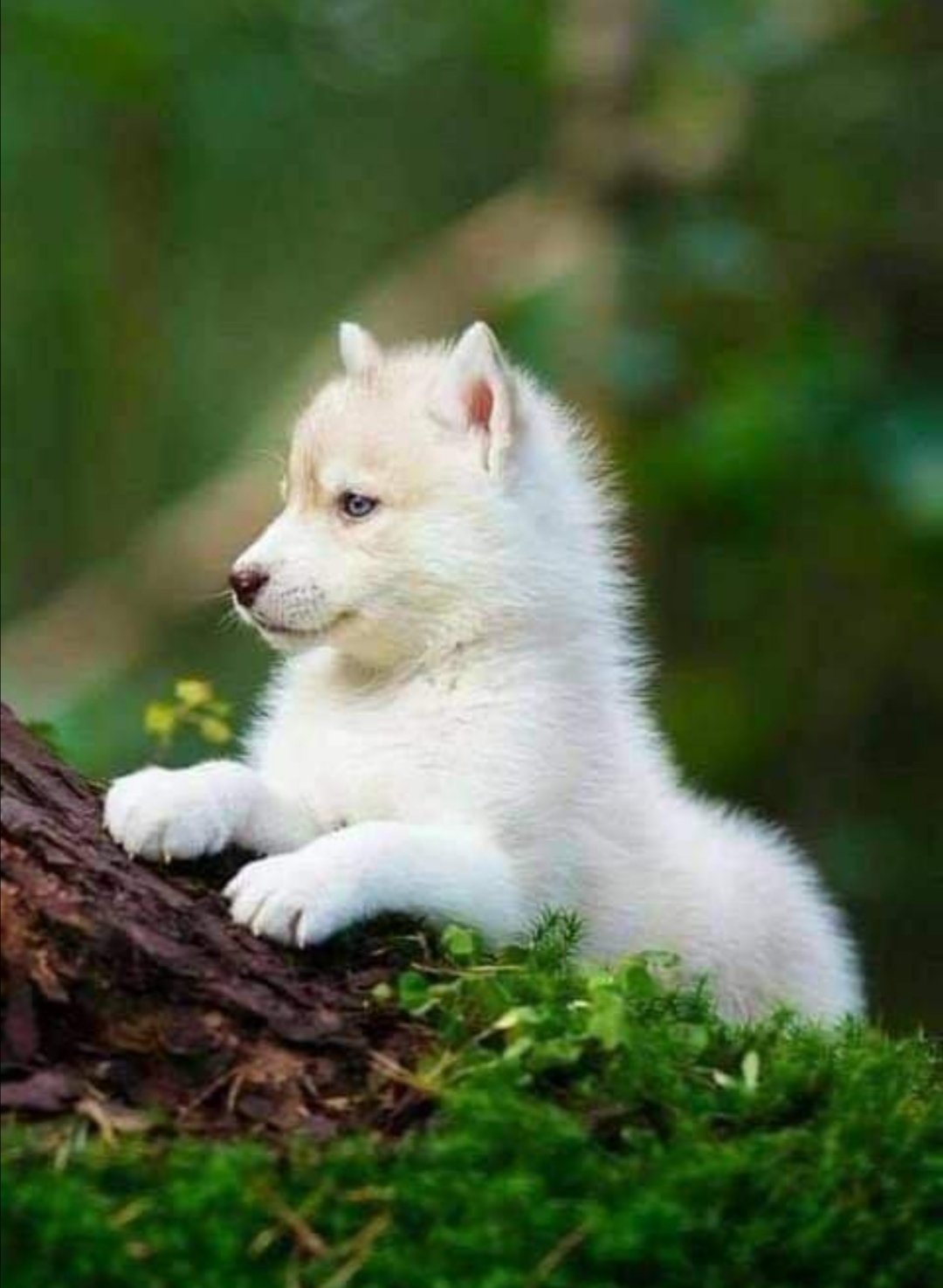 Wolf lovers world puppy. So adorable animal