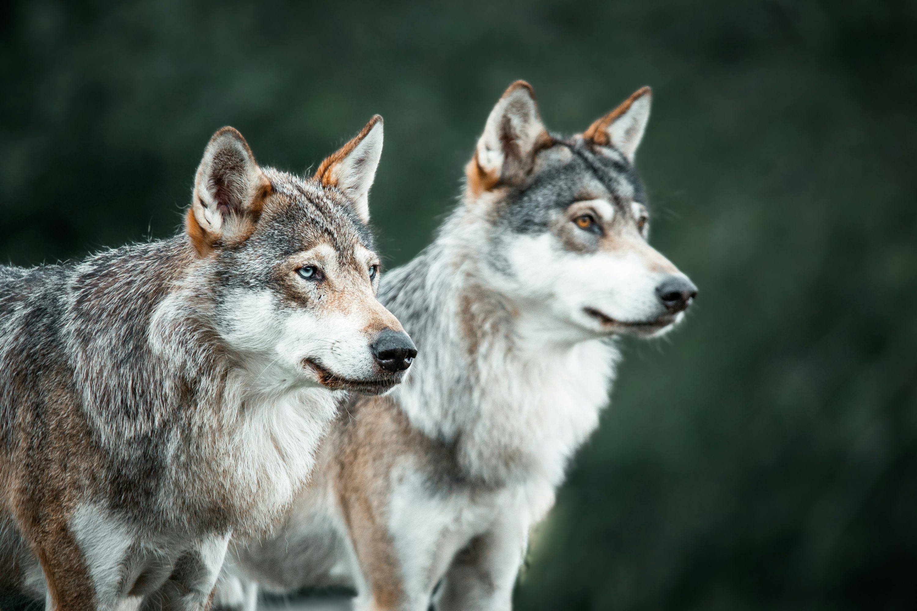 Two gray and white wolf standing next to each other photo