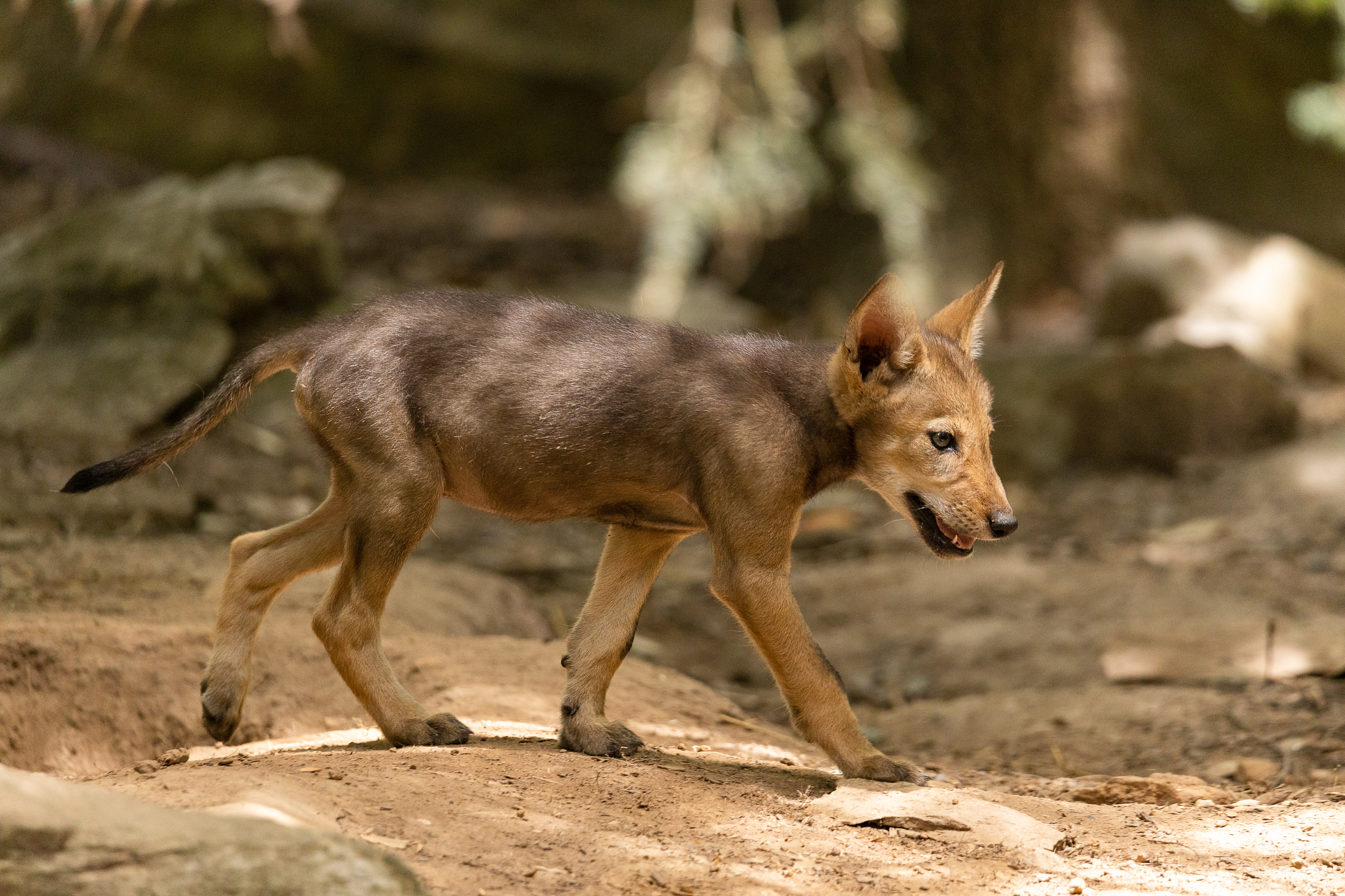Red Wolf Pup 1 by Hyginx - Fur Affinity [dot] net