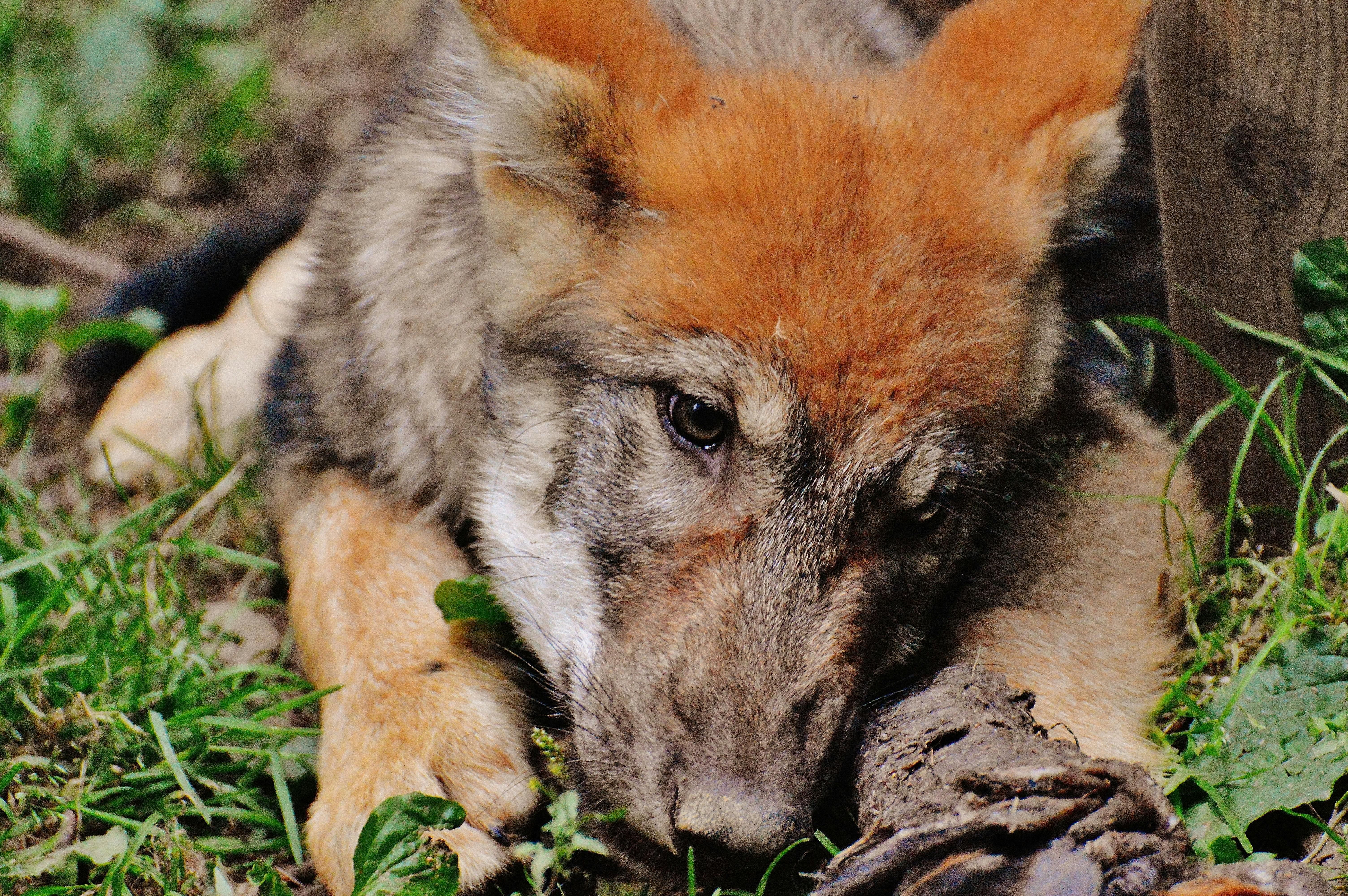 Wolf Pup Photo, Download The BEST Free Wolf Pup & HD Image
