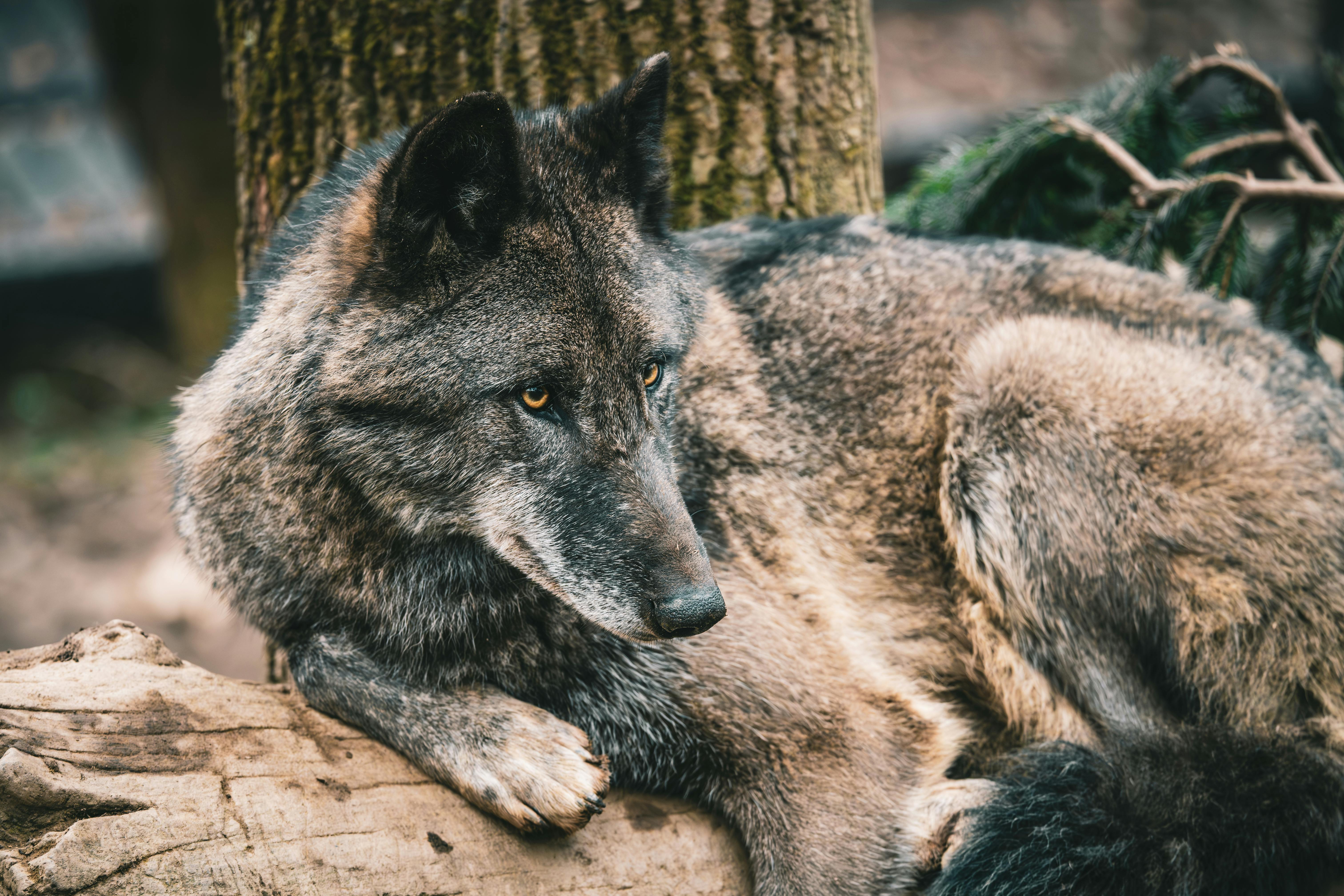 Wolf Pup Photo, Download The BEST Free Wolf Pup & HD Image