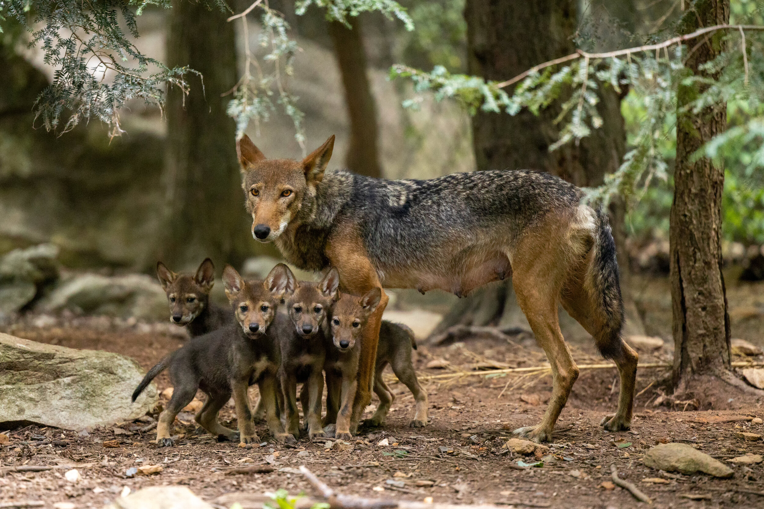 Red Wolf Pup Photo