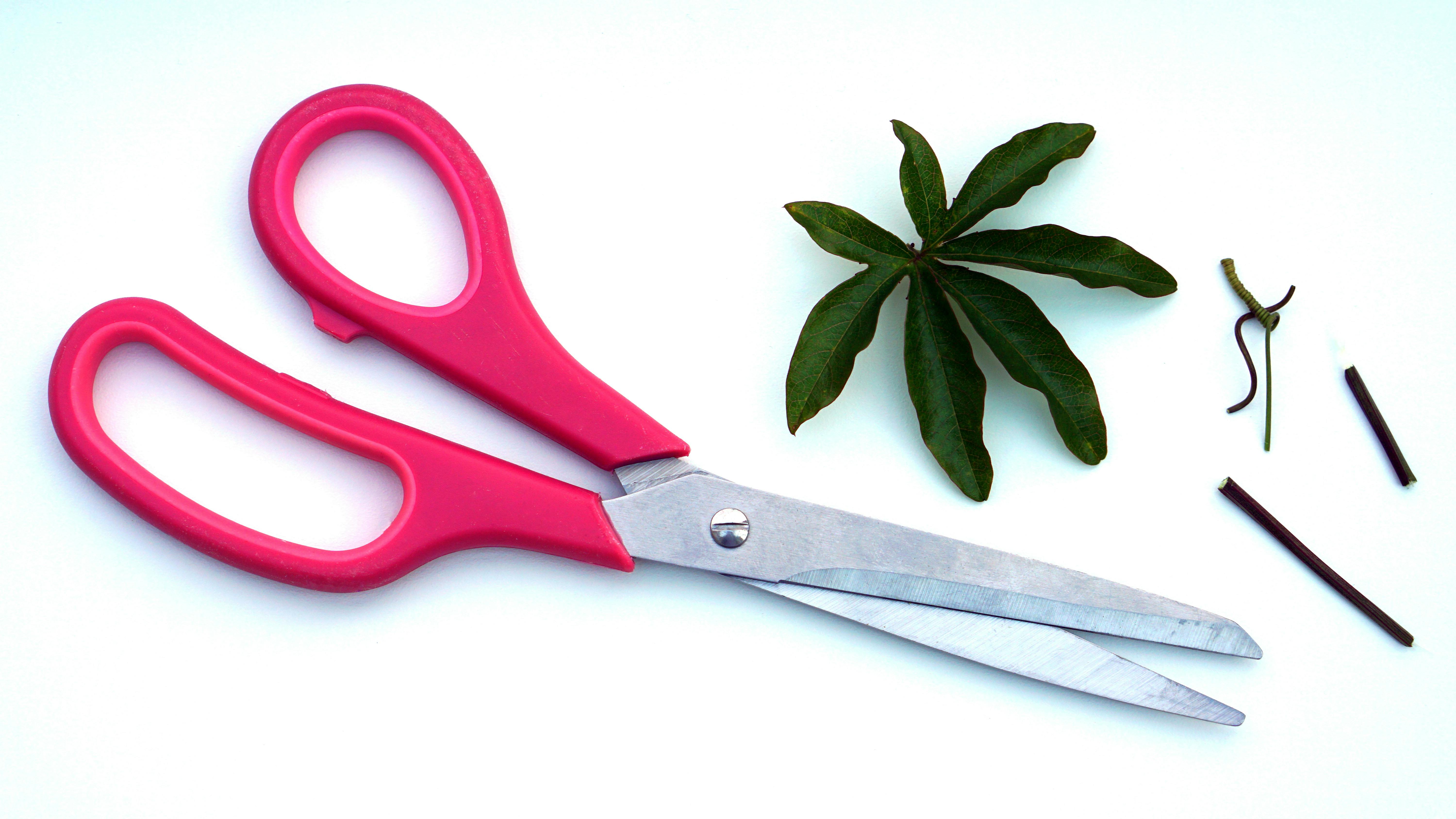 Scissors Photo, Download The BEST Free Scissors & HD Image