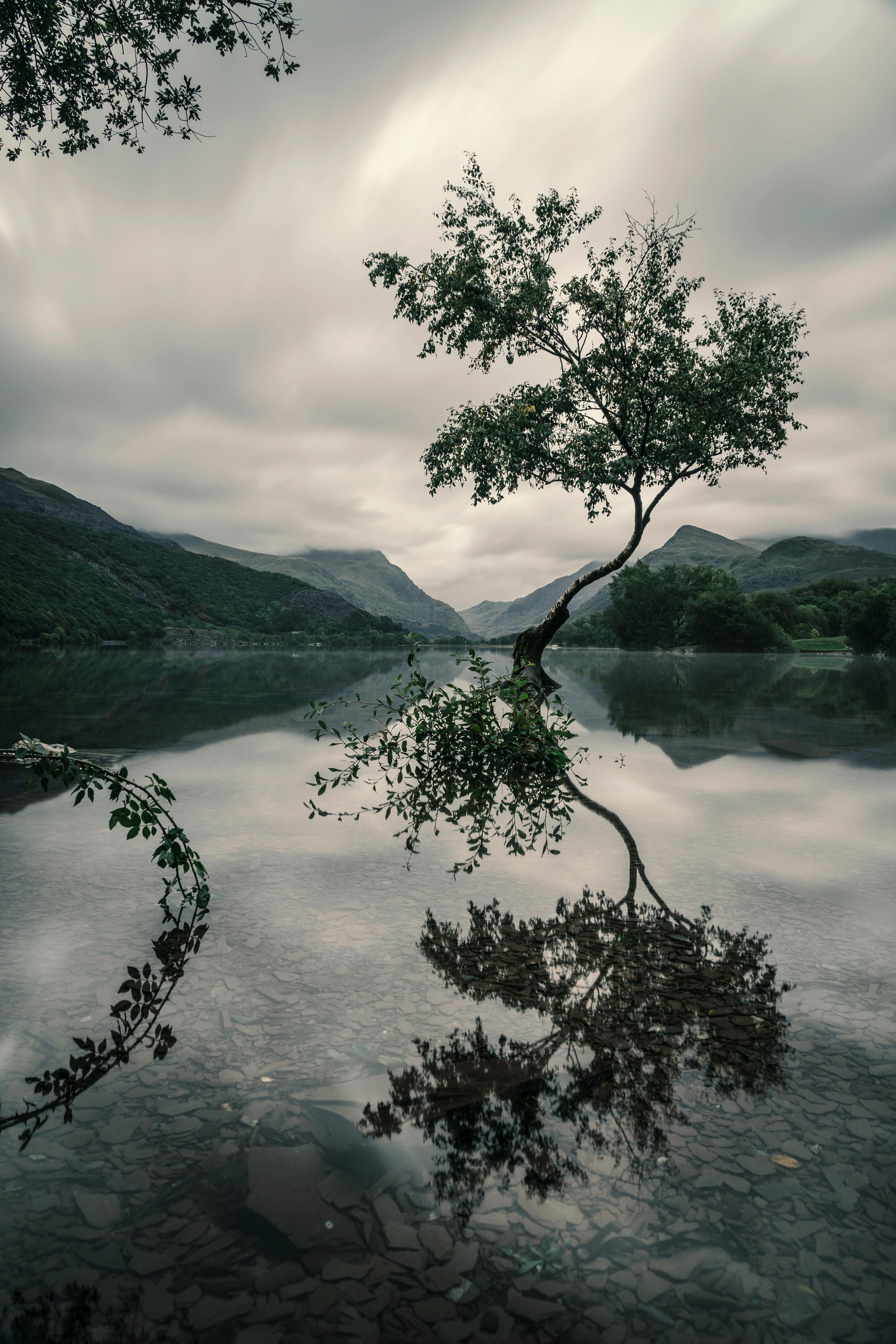 Tree With Reflection on Body of Water · Free