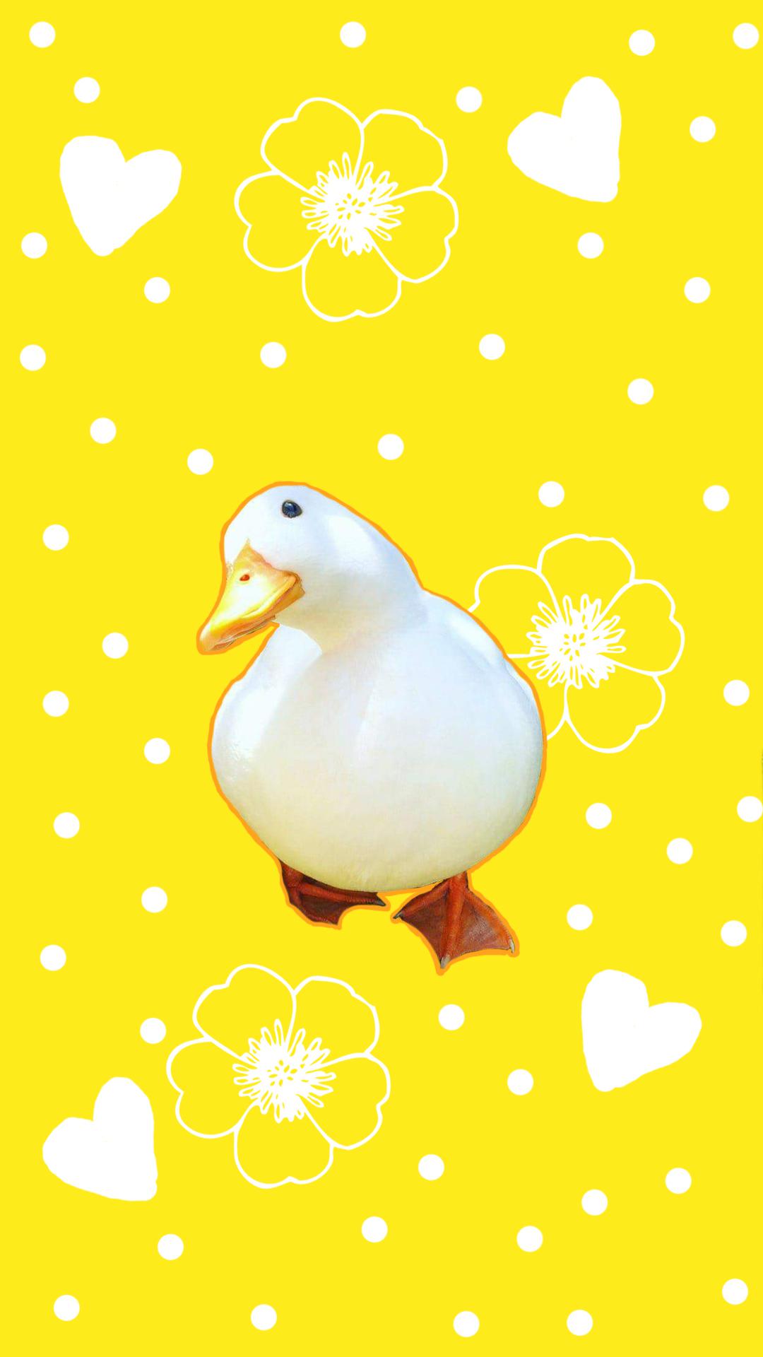 I made a duck wallpaper