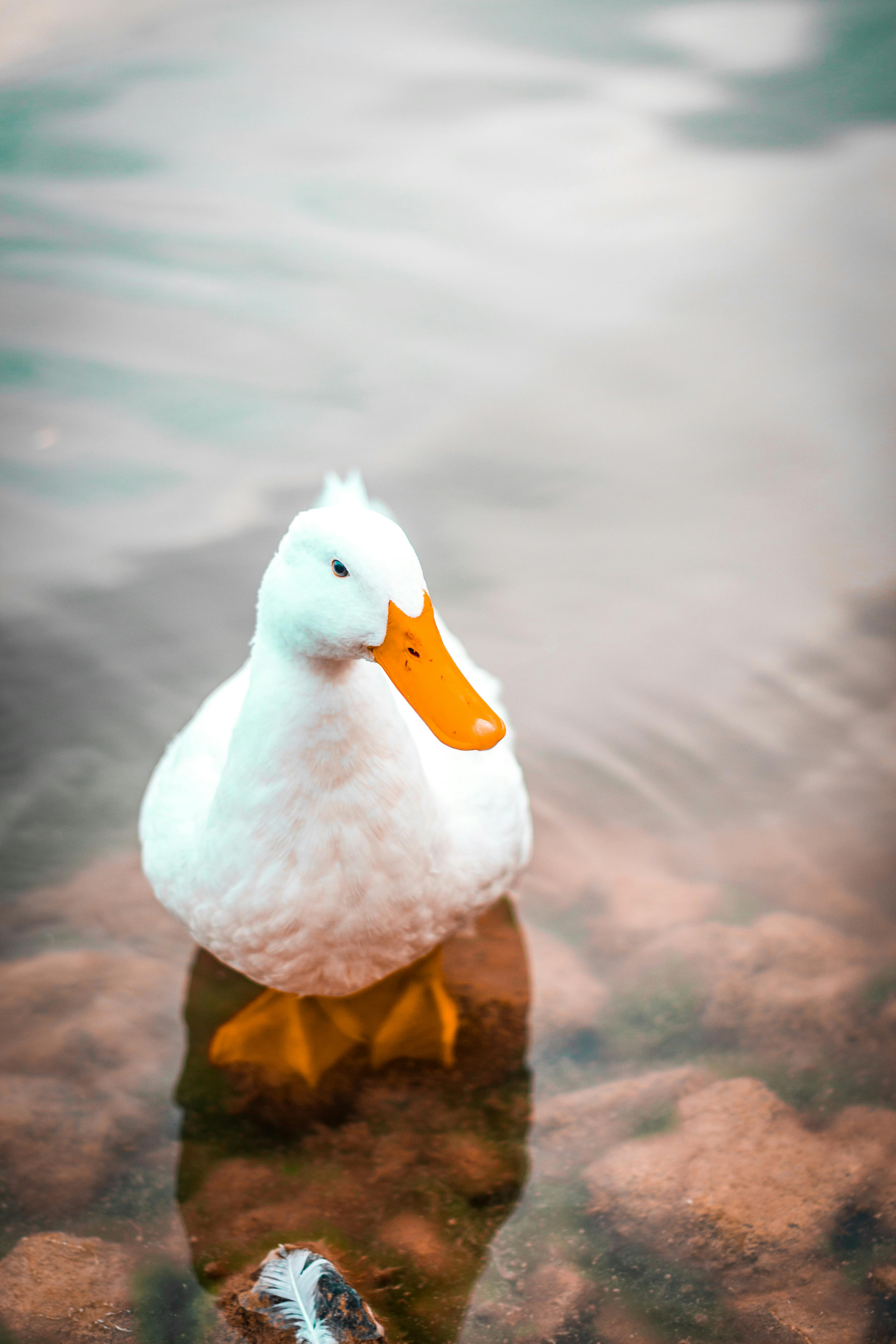 A Duck in the Water · Free
