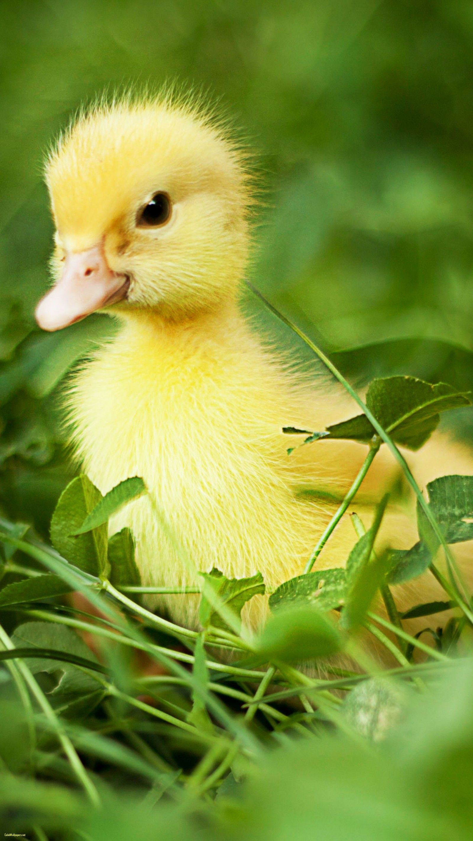 Cute Ducks Wallpaper, HD Cute Ducks Background on WallpaperBat
